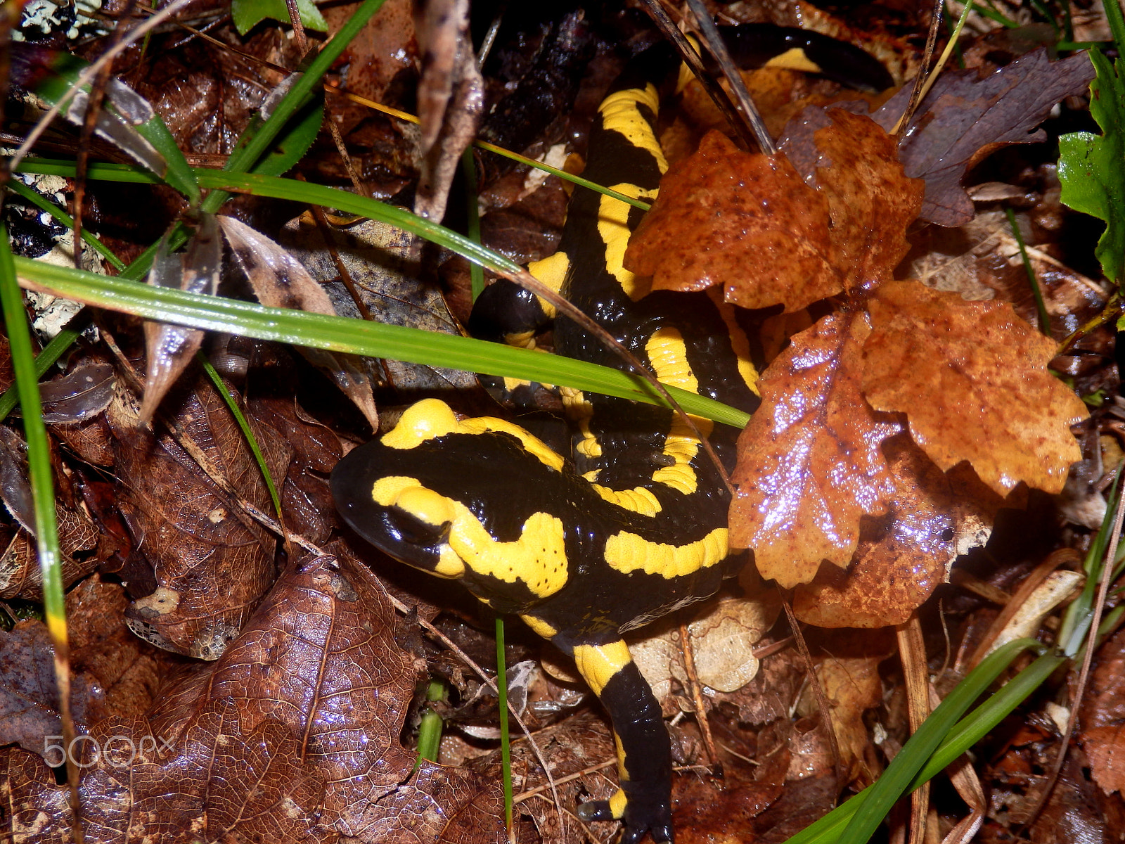 Olympus SZ-31MR sample photo. Adult fire salamander photography