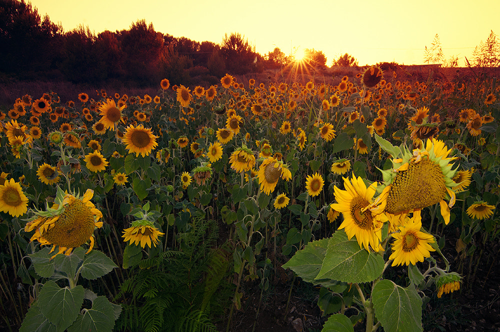 Nikon D300S sample photo. Sunflowers photography
