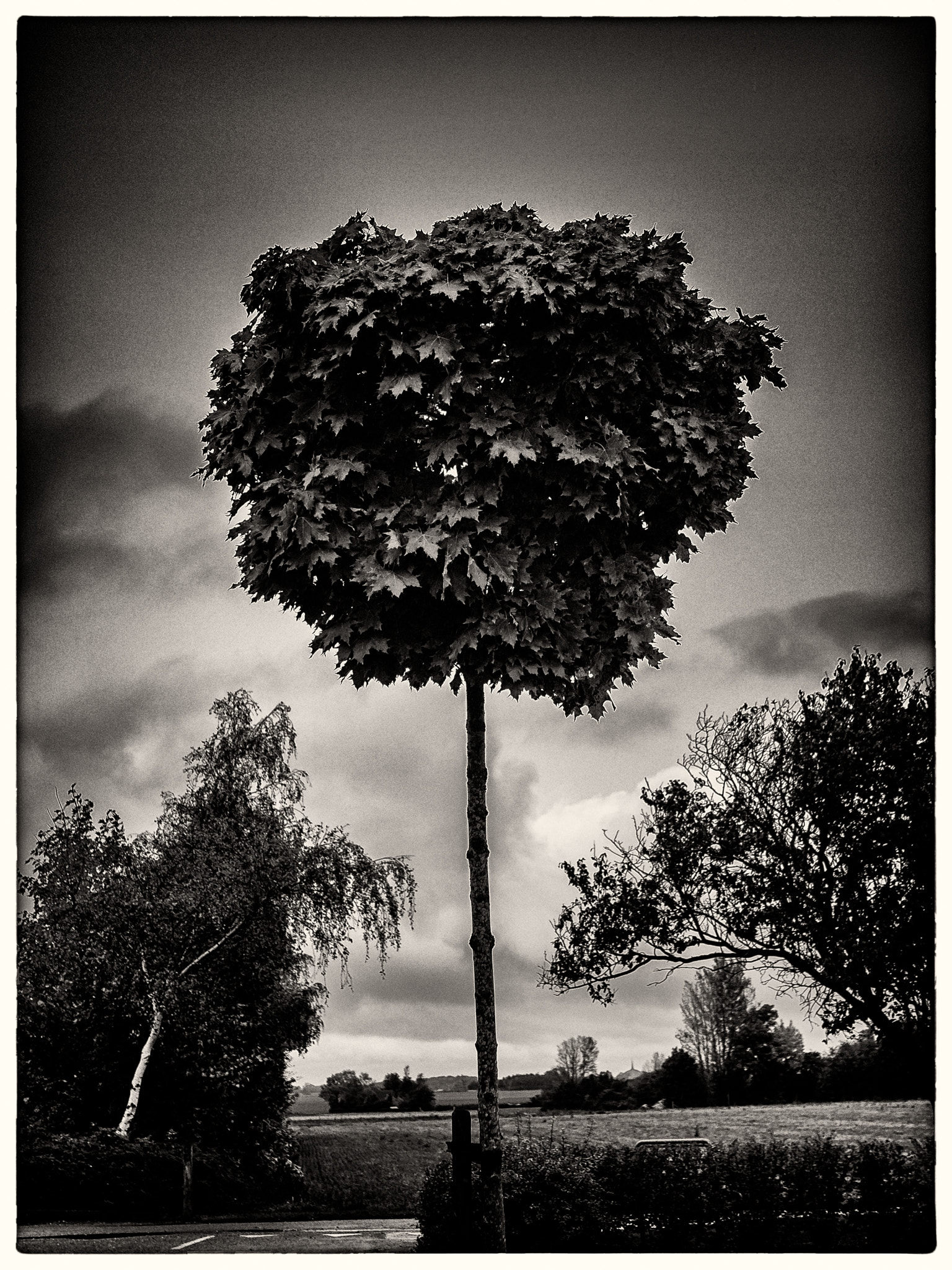 Olympus OM-D E-M5 + Panasonic Leica DG Summilux 25mm F1.4 II ASPH sample photo. Tree in rain photography