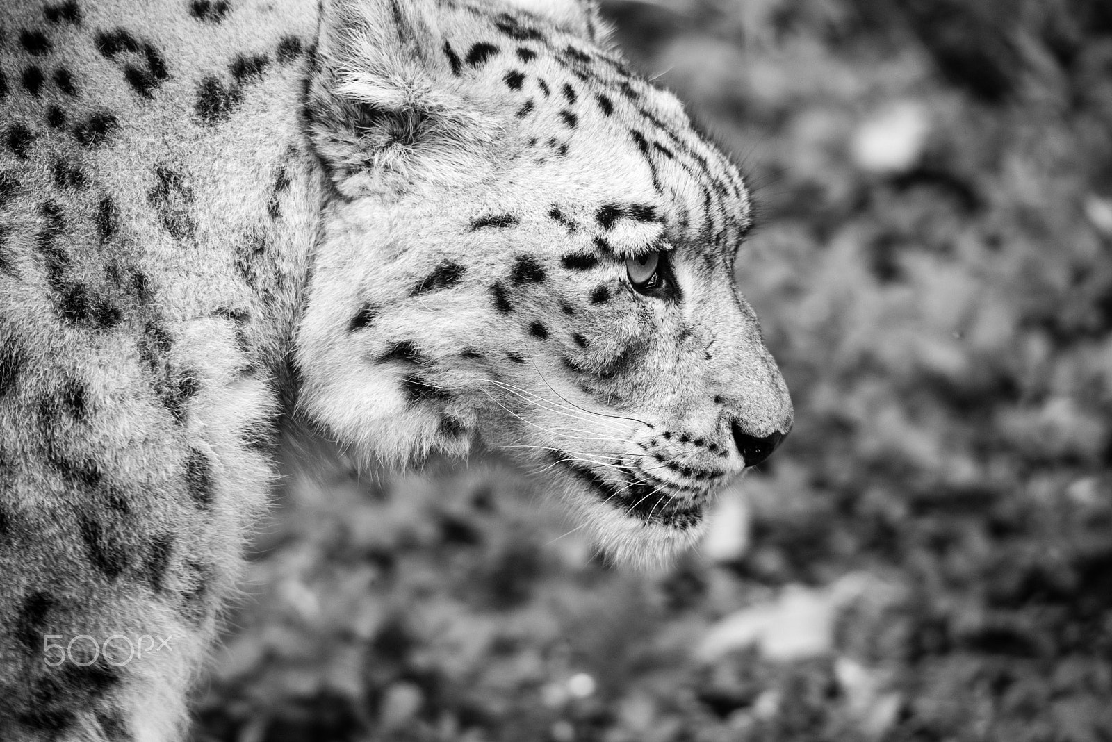 Sigma 150-500mm F5-6.3 DG OS HSM sample photo. Snow leopard photography