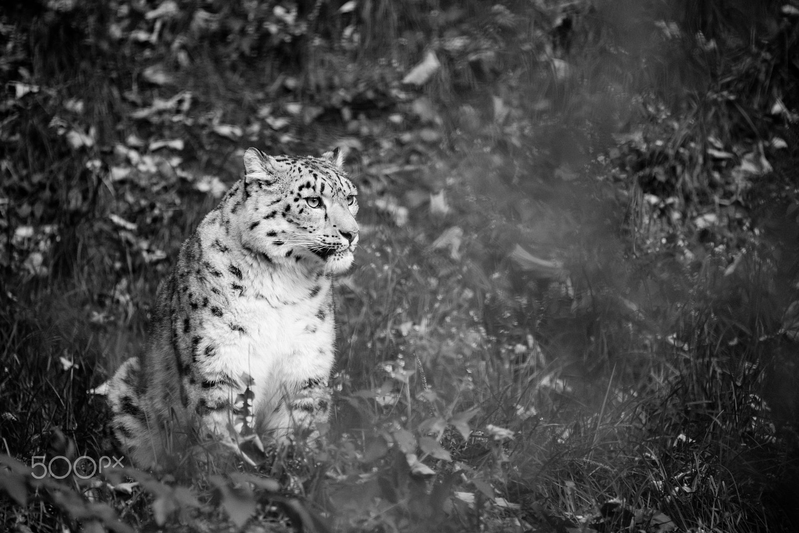 Sigma 150-500mm F5-6.3 DG OS HSM sample photo. Snow leopard photography