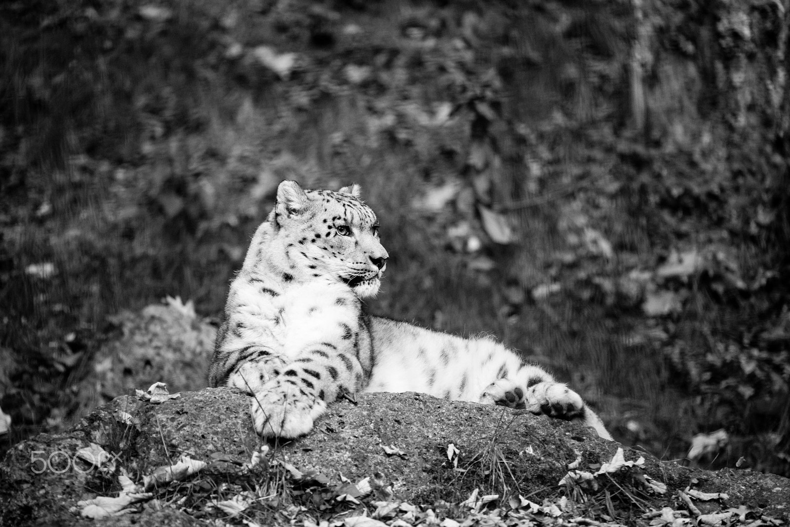 Sigma 150-500mm F5-6.3 DG OS HSM sample photo. Snow leopard photography