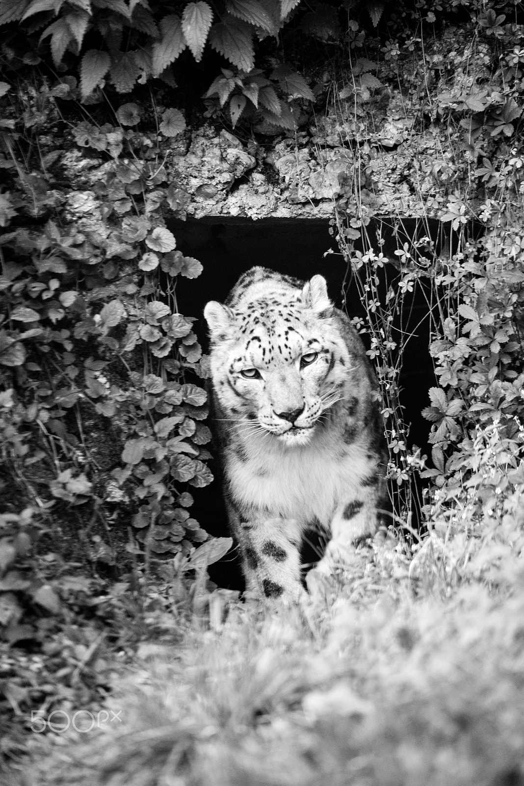 Sigma 150-500mm F5-6.3 DG OS HSM sample photo. Snow leopard photography