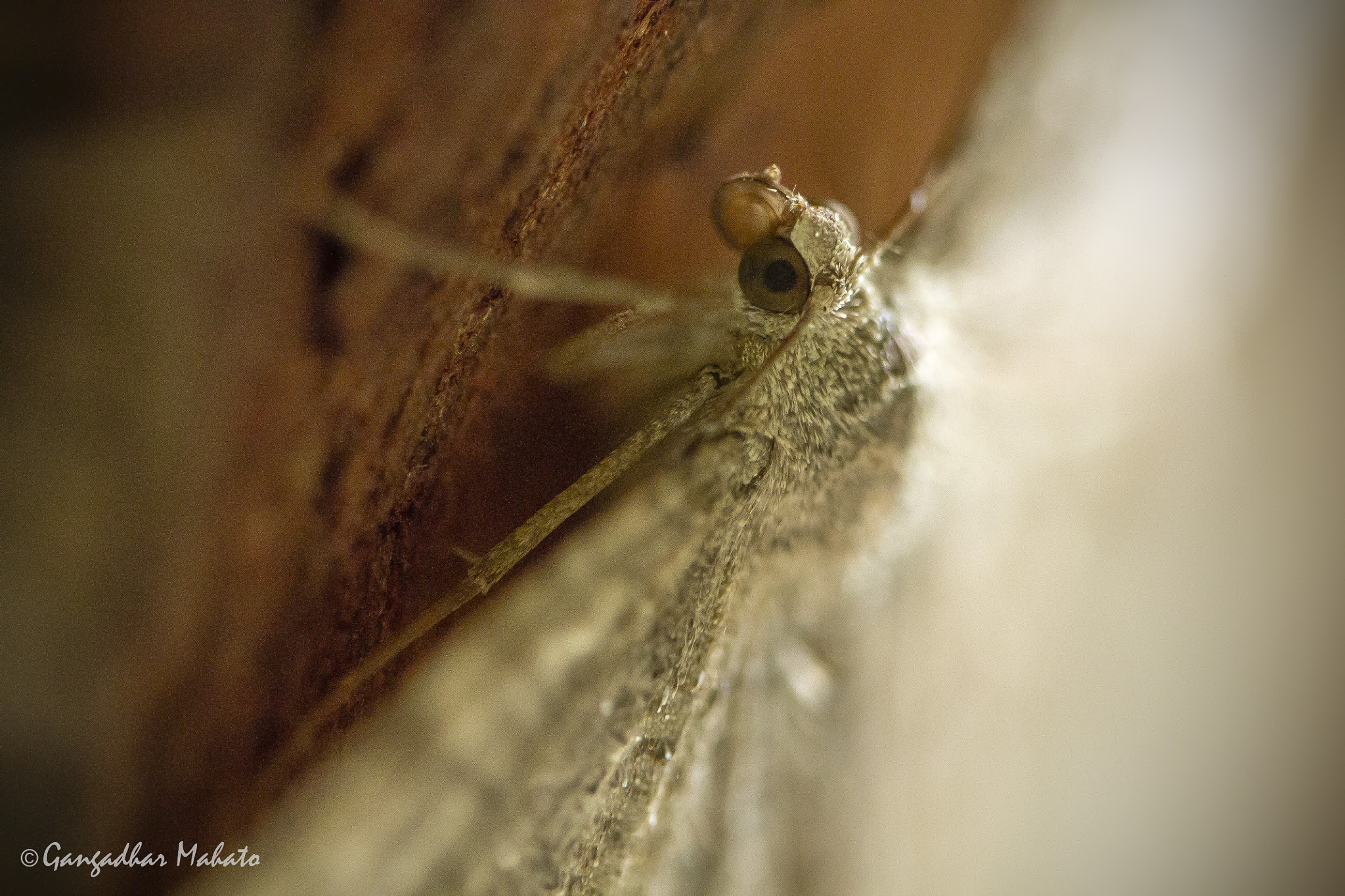 Canon EF 100mm F2.8L Macro IS USM sample photo. Moths photography