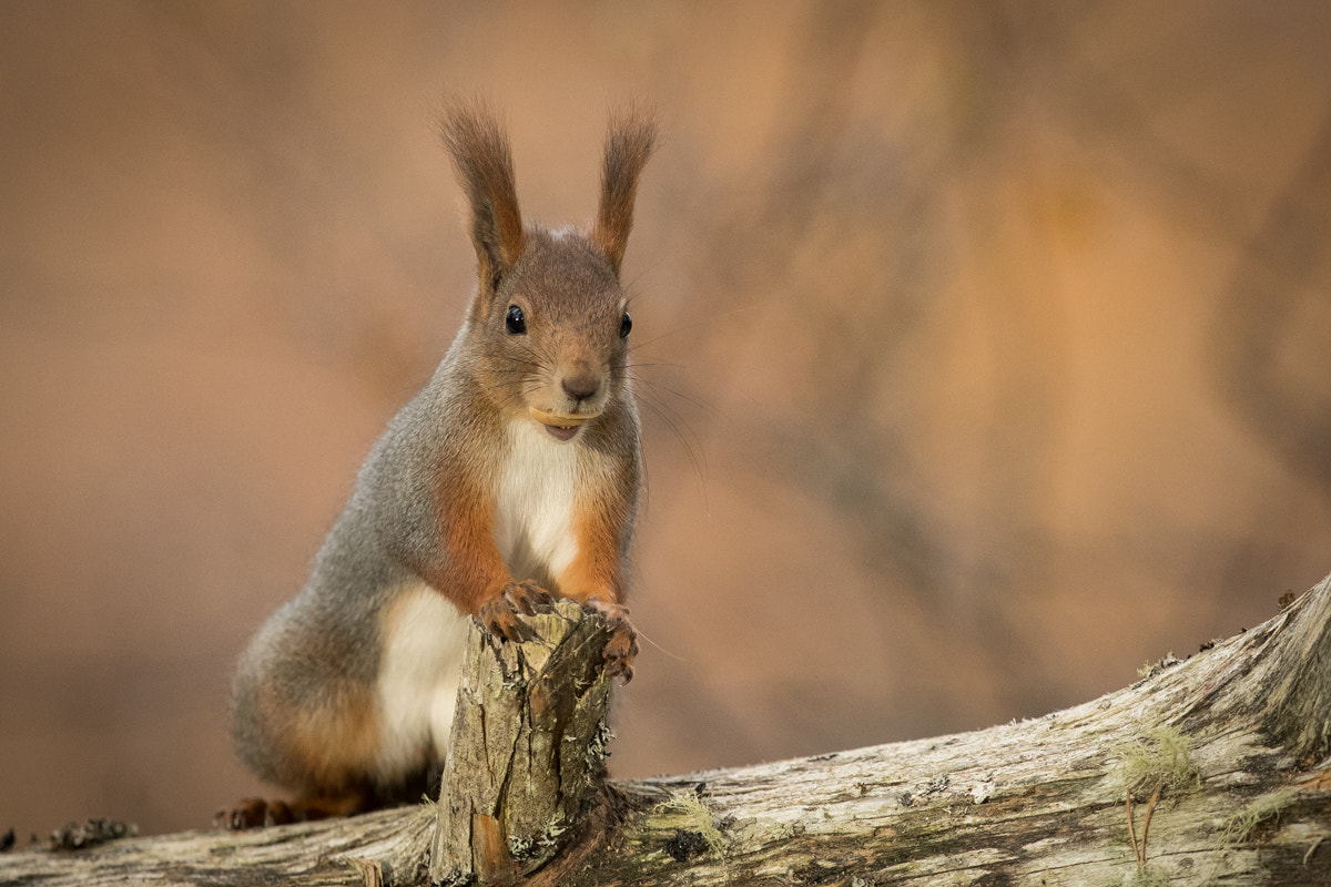 Canon EF 300mm F2.8L IS II USM sample photo. Posing squirrel photography