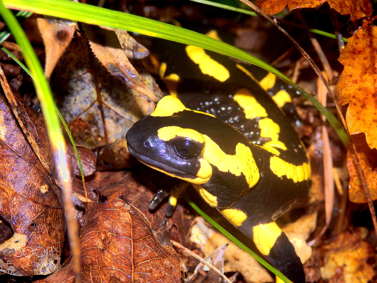 Olympus SZ-31MR sample photo. Adult fire salamander photography