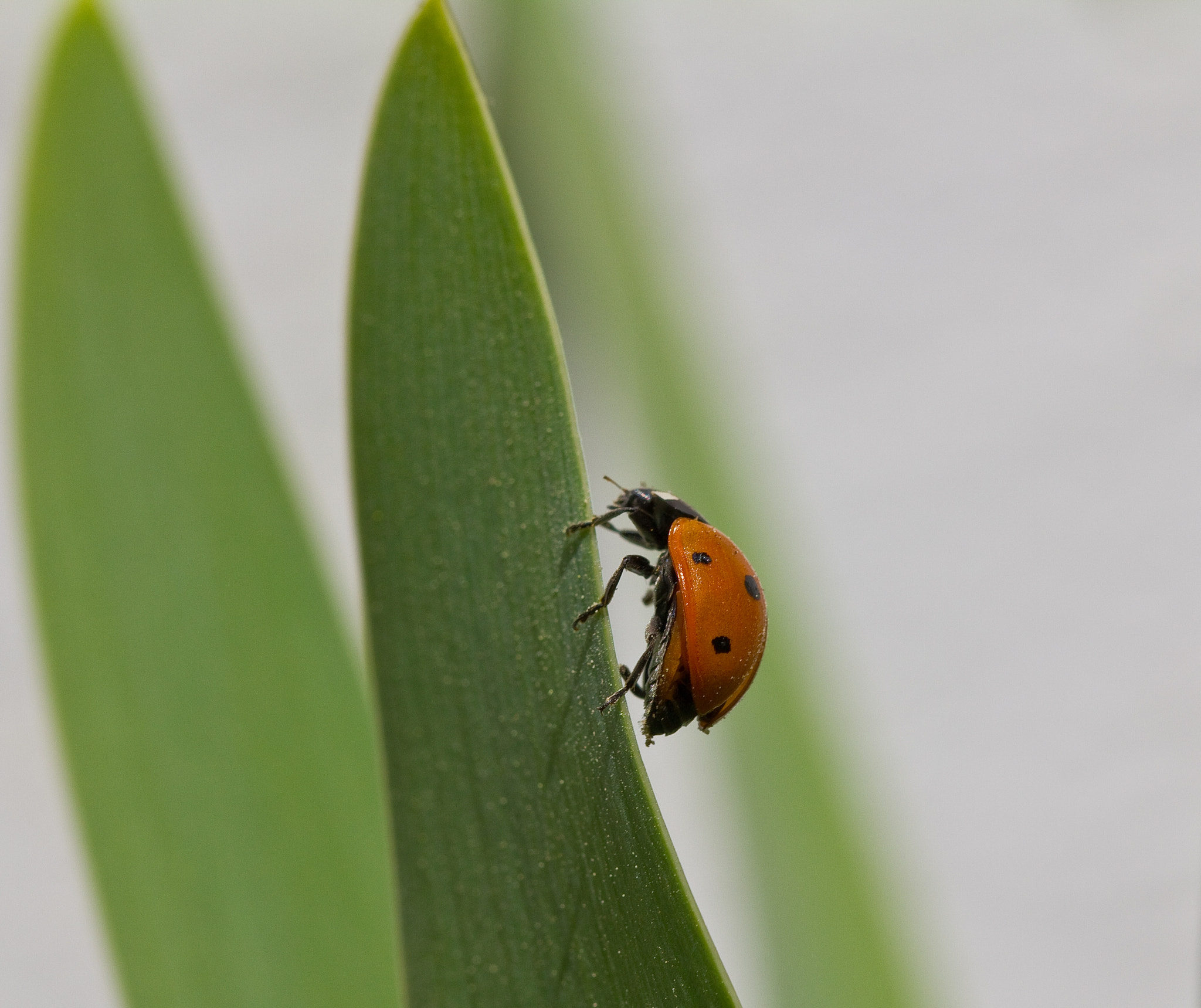 Canon EF 100mm F2.8L Macro IS USM sample photo. Close up with a ladybird photography
