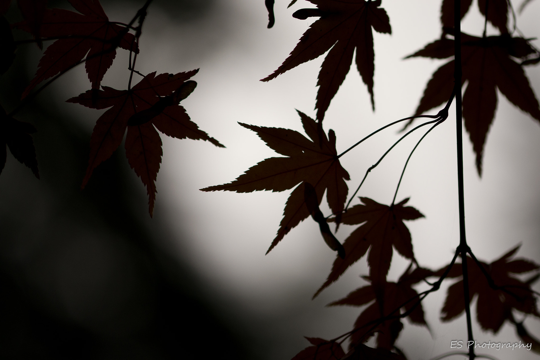 Sigma 105mm F2.8 EX DG OS HSM sample photo. Backlight maple leaves photography
