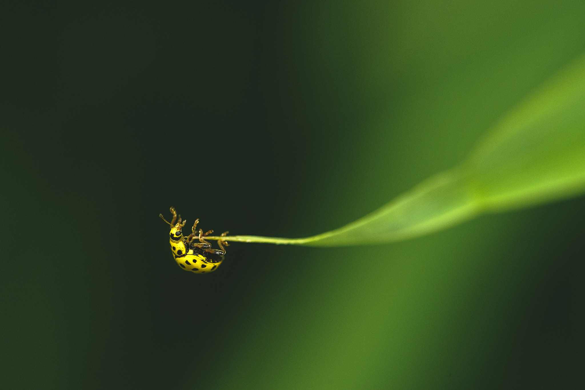 Sony a99 II + 105mm F2.8 sample photo. Hang on photography