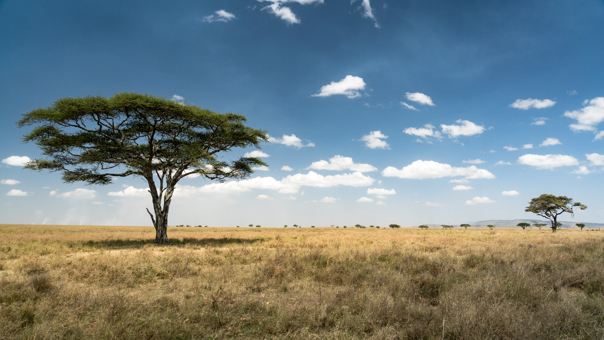 Sony ILCA-77M2 sample photo. Serengeti photography