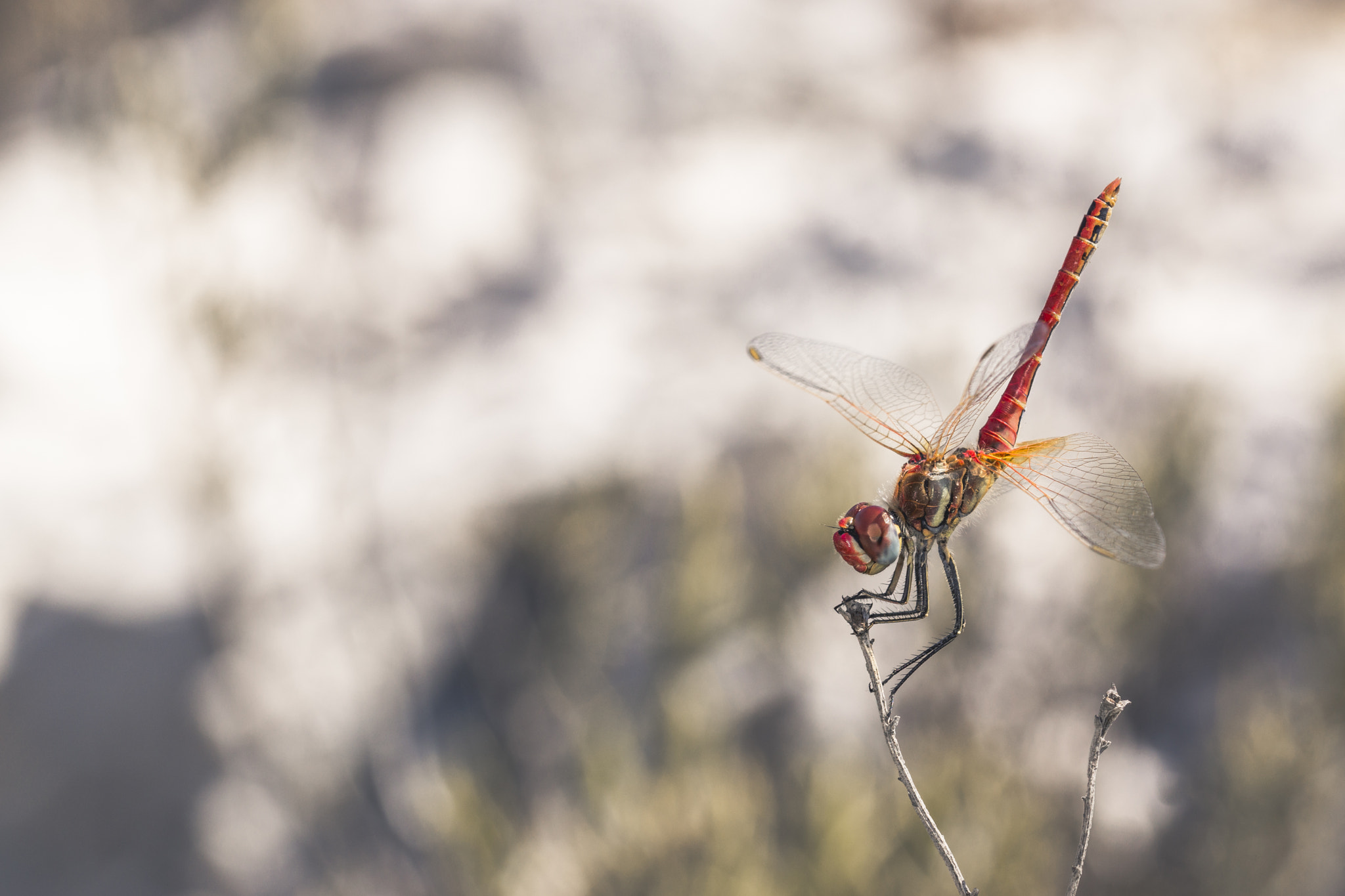 Sony SLT-A77 + 105mm F2.8 sample photo. Pilot photography