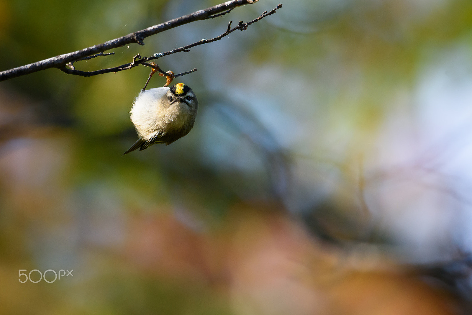 Nikon AF-S Nikkor 500mm F4E FL ED VR sample photo. Kinglet hanging out photography
