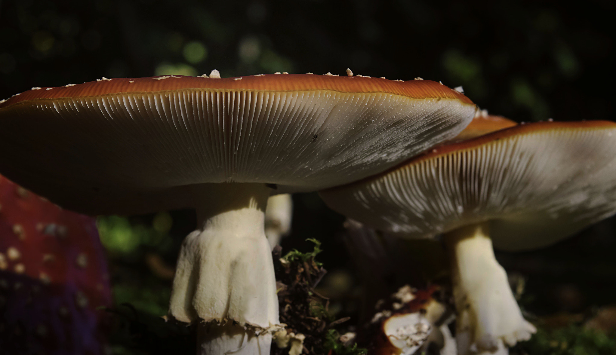 EF28-70mm f/2.8L USM sample photo. Fly agaric spreading the seeds photography