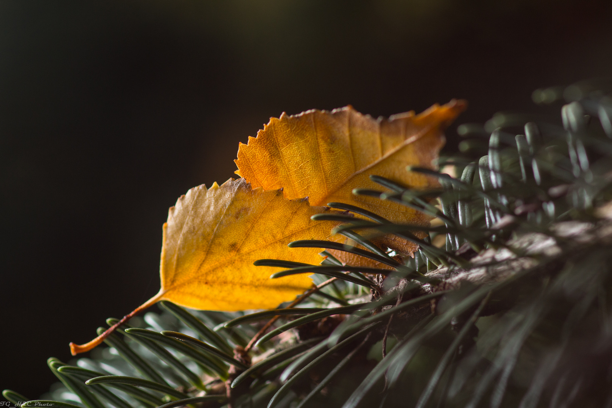 Canon EF 100mm F2.8 Macro USM sample photo. Yellows photography
