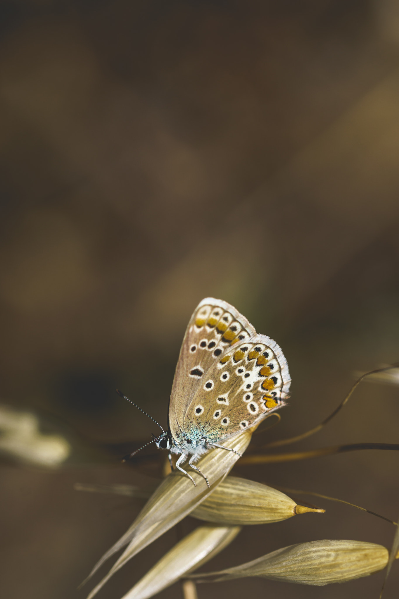 Sony ILCA-77M2 + 105mm F2.8 sample photo. Azuree butterfly photography