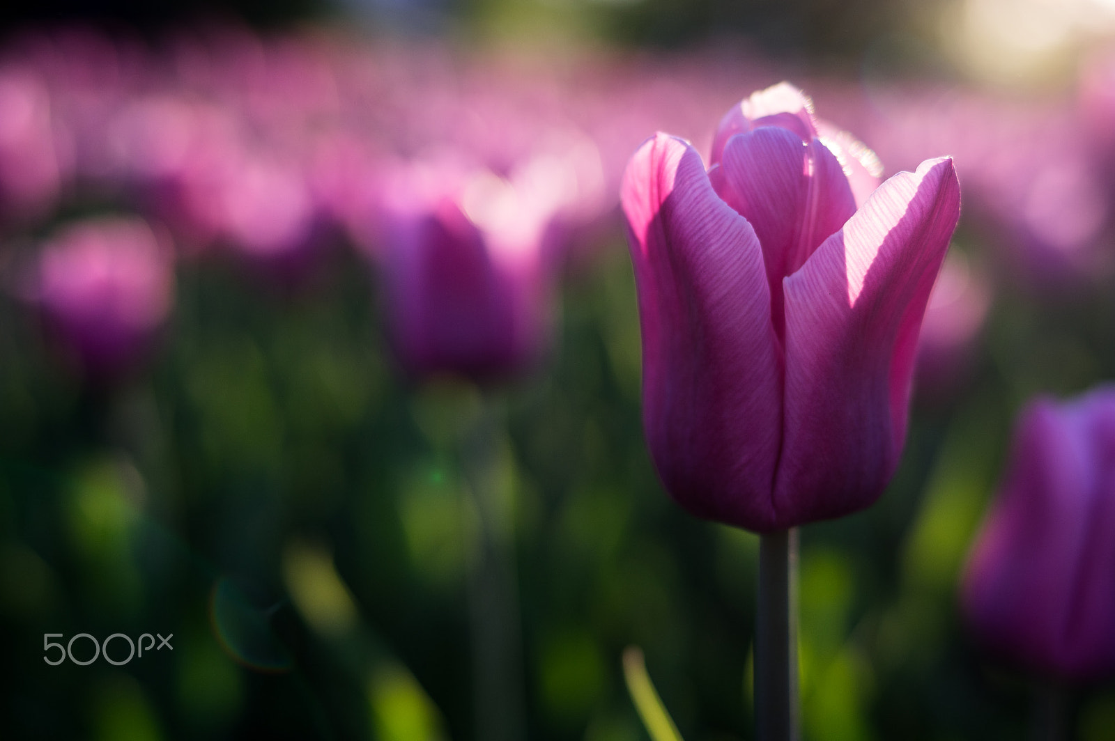 Pentax smc FA 31mm F1.8 AL Limited sample photo. Tulip photography