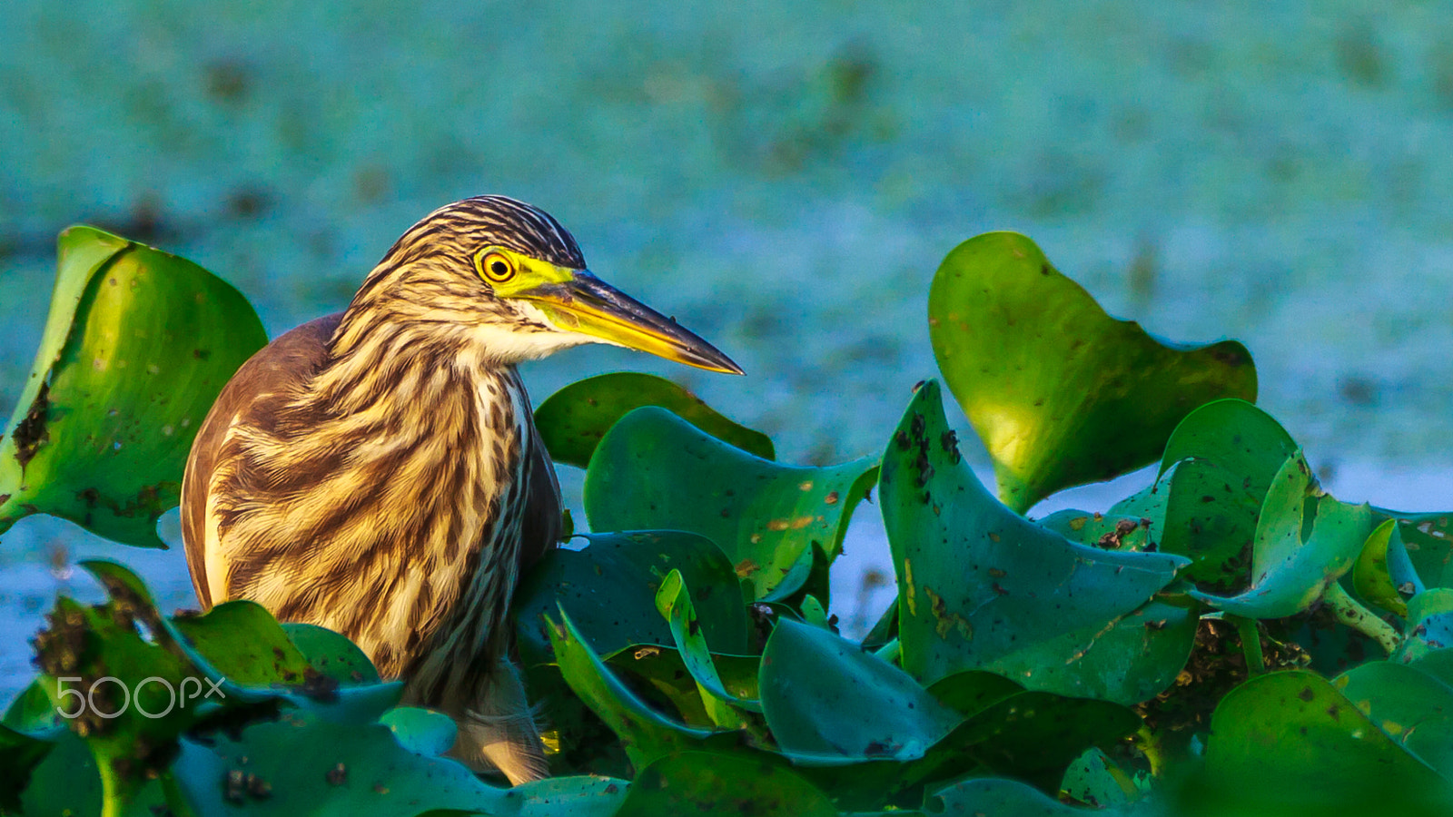 Sigma 150-600mm F5-6.3 DG OS HSM | C sample photo. "half-blind" photography