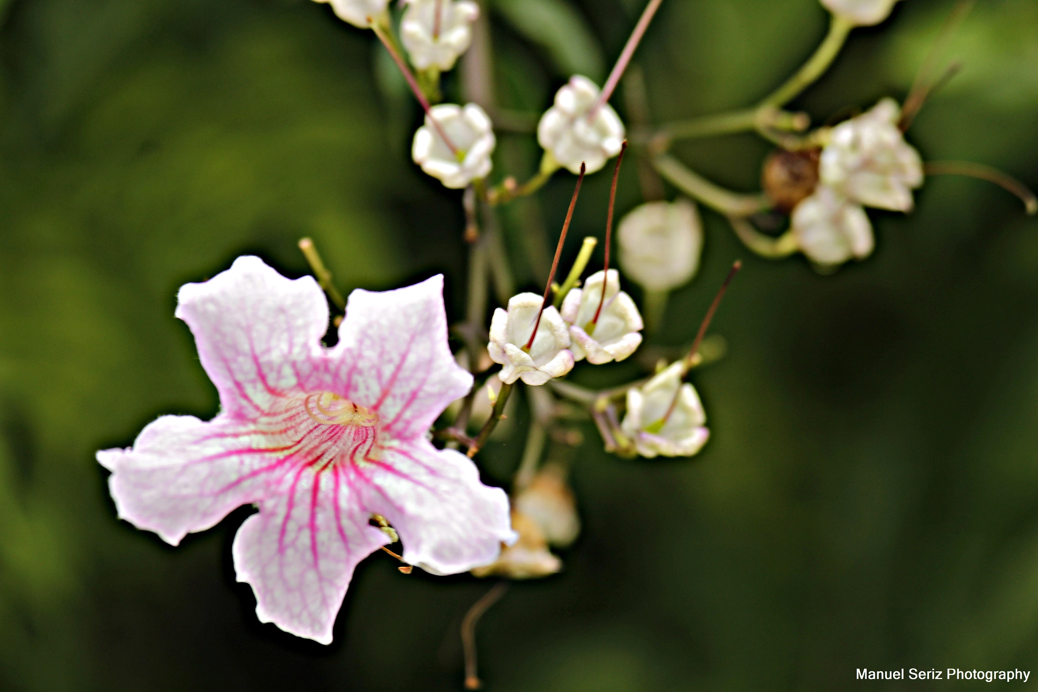 Canon EF 100-300mm f/5.6L sample photo. Mg photography