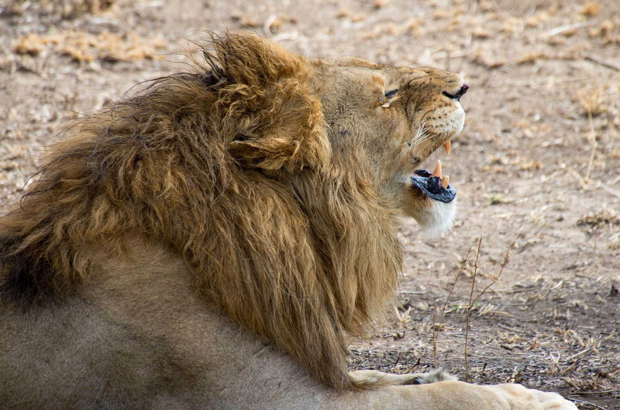 Pentax K-5 IIs + Sigma 50-500mm F4.5-6.3 DG OS HSM sample photo. The yawn of lion photography