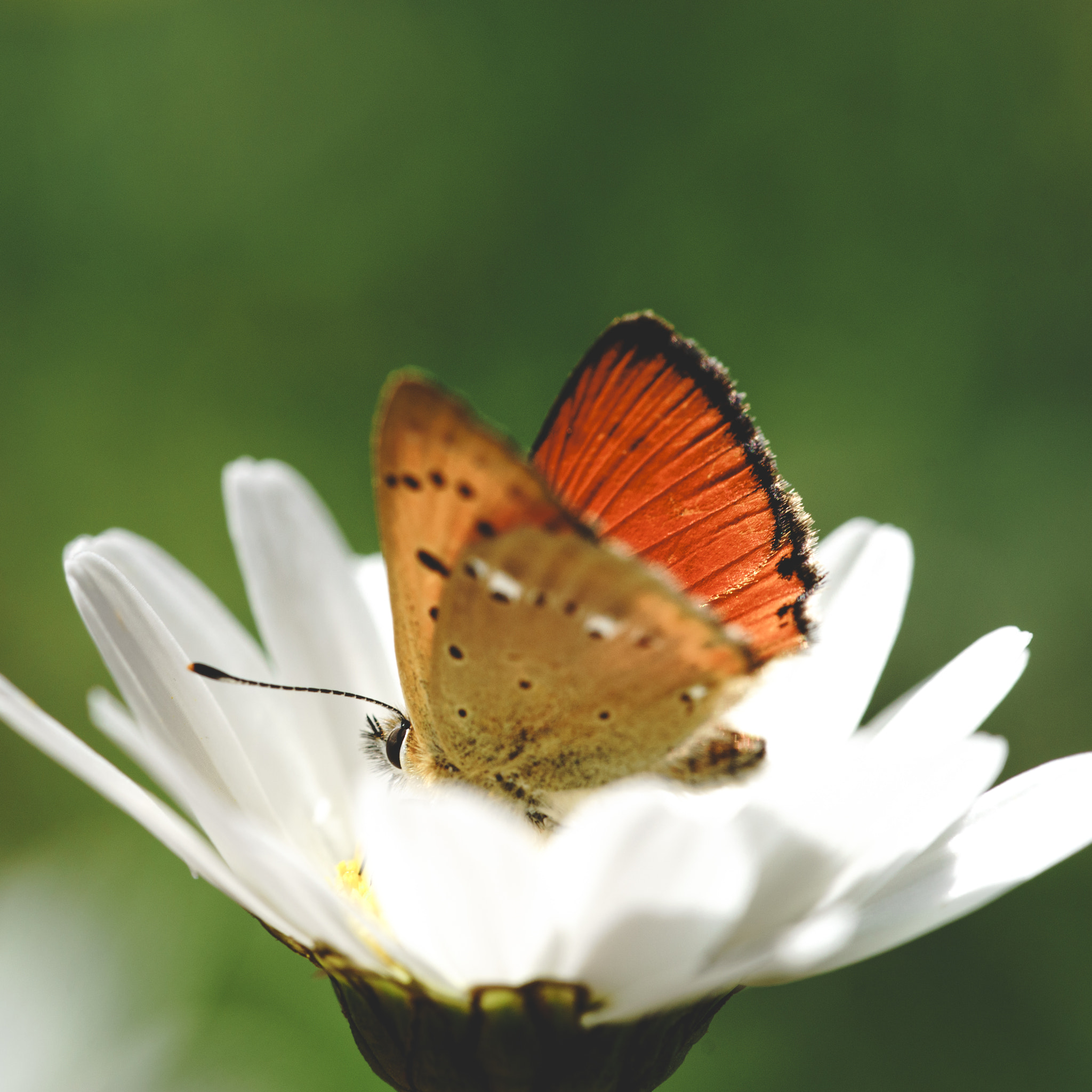 Sony a99 II + 105mm F2.8 sample photo. Posey photography