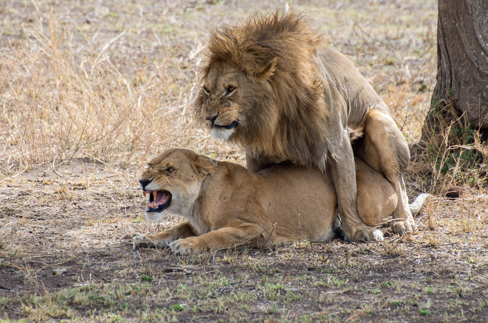 Pentax K-5 IIs + Sigma 50-500mm F4.5-6.3 DG OS HSM sample photo. The lions mating photography
