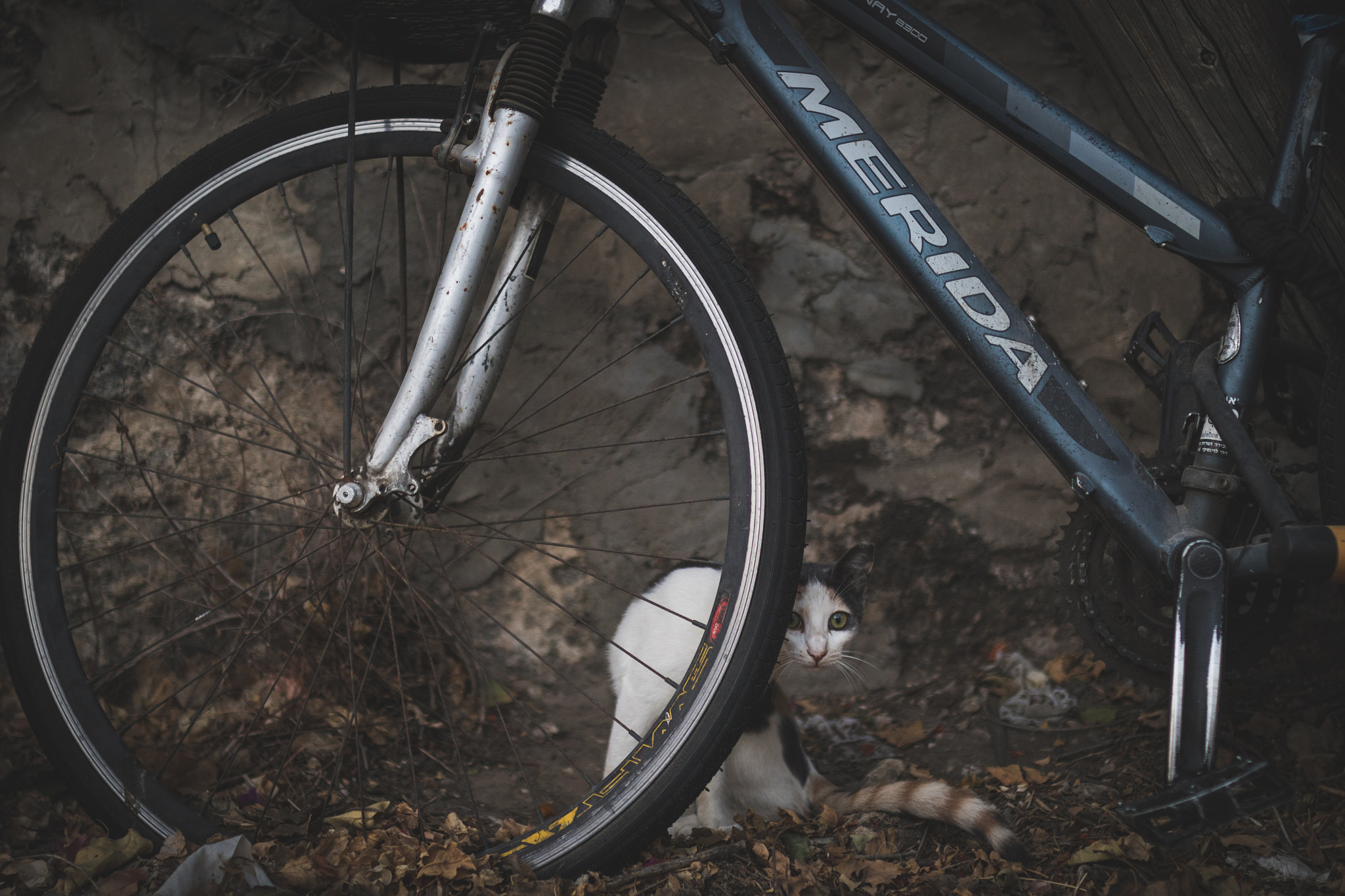 Sigma 35mm F1.4 DG HSM Art sample photo. Img photography