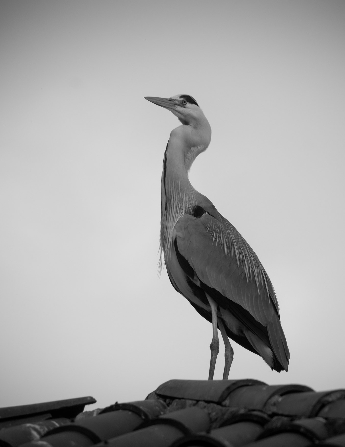 Sony a7 II + Tamron AF 70-300mm F4-5.6 Di LD Macro sample photo. Gri balıkçıl photography