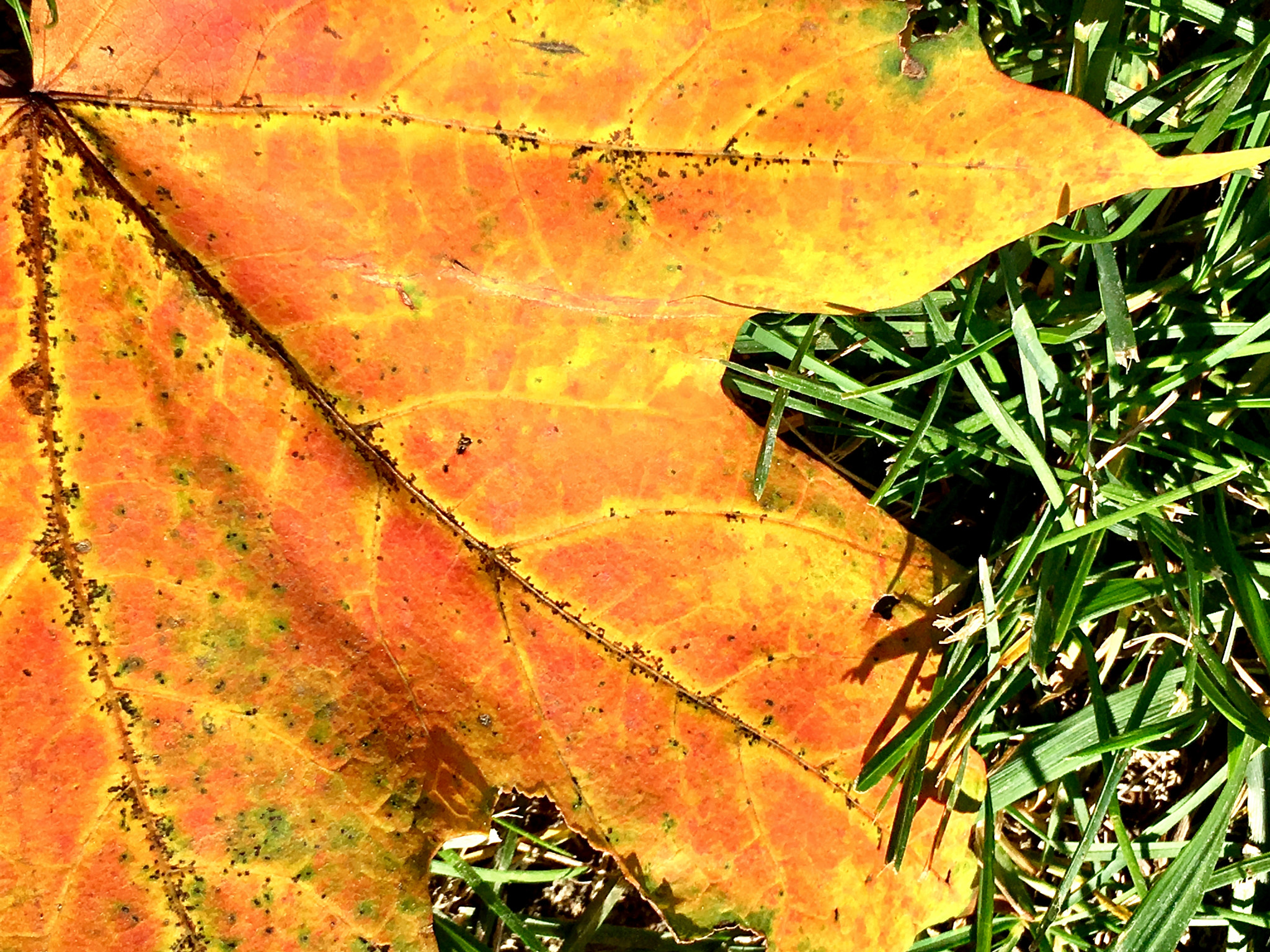 Apple iPhone8,1 sample photo. Maple leaf photography