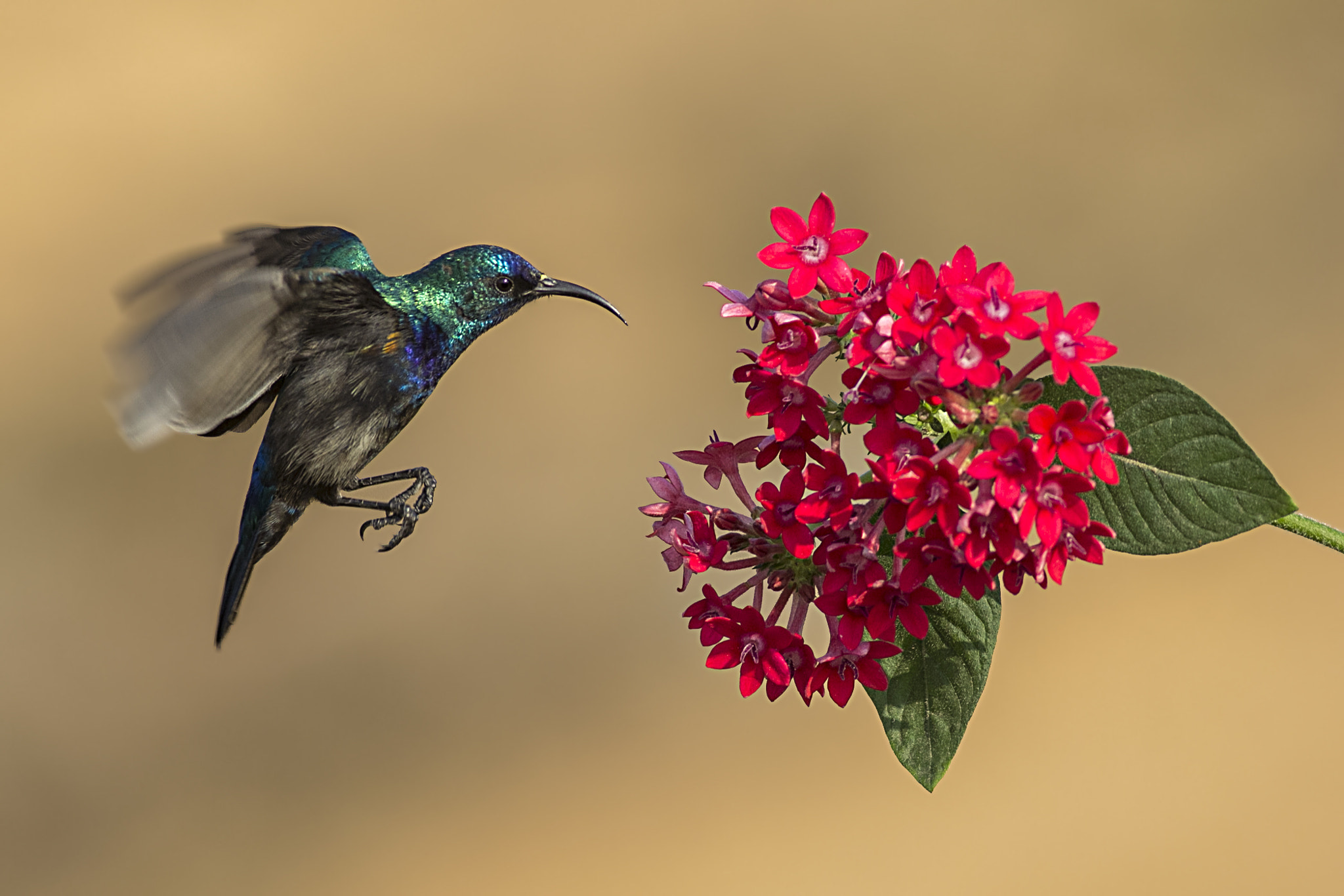 Canon EOS 60D + Canon EF 400mm F5.6L USM sample photo. Nectarinia osea photography