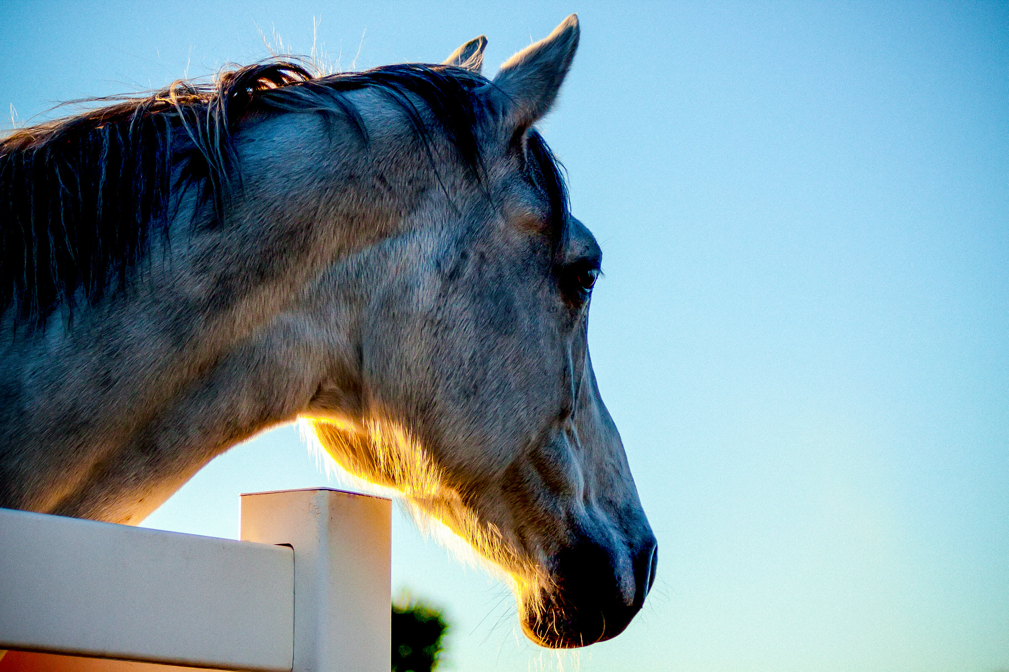 Canon EOS 50D sample photo. Horse in sunset. photography