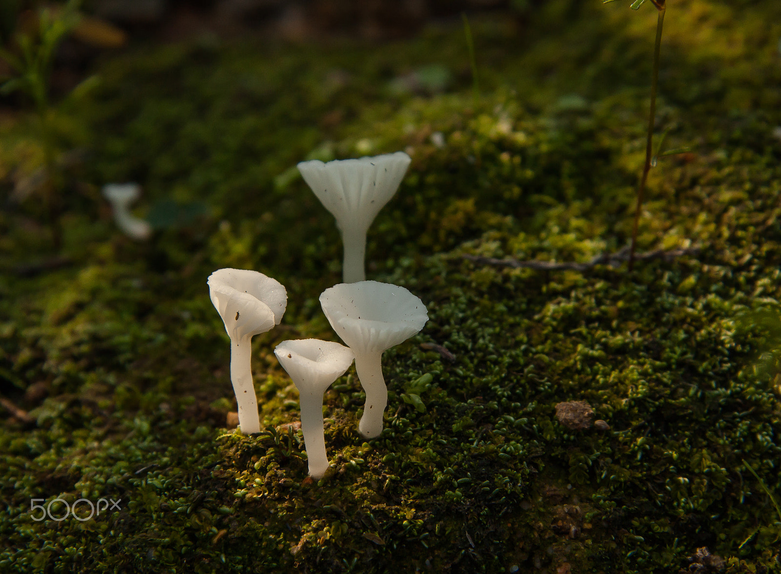 Canon EOS 450D (EOS Rebel XSi / EOS Kiss X2) sample photo. Tiny mushrooms photography
