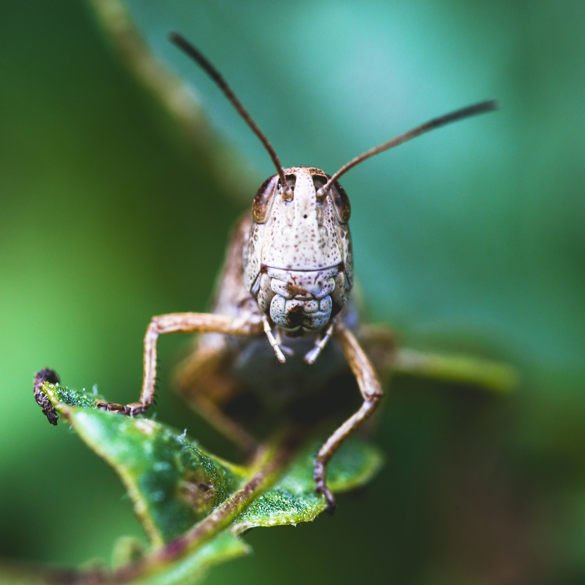 Sony a99 II + 105mm F2.8 sample photo. Faced photography