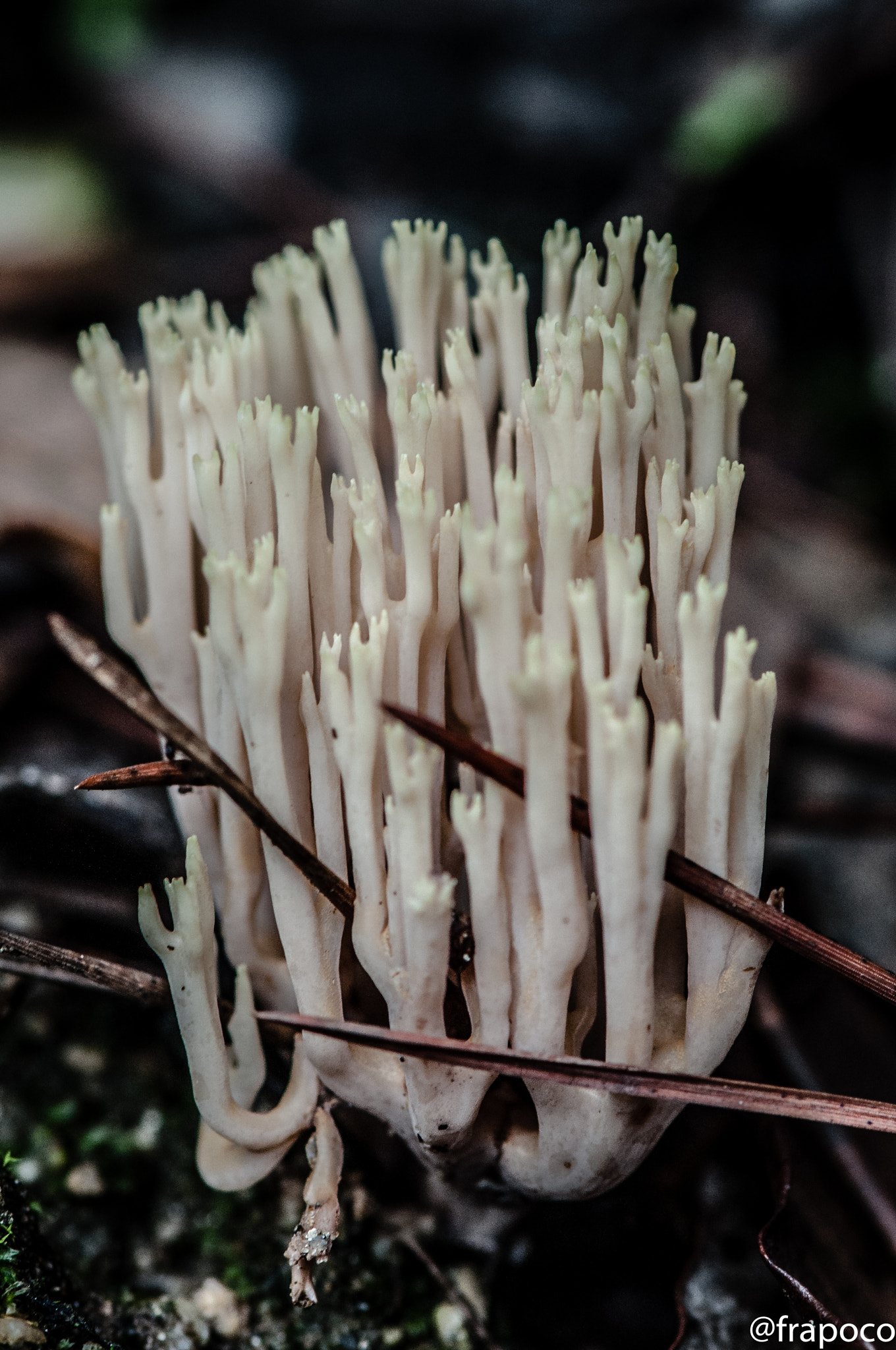 Nikon AF-S Micro-Nikkor 105mm F2.8G IF-ED VR sample photo. Macro hunting: mushroom photography