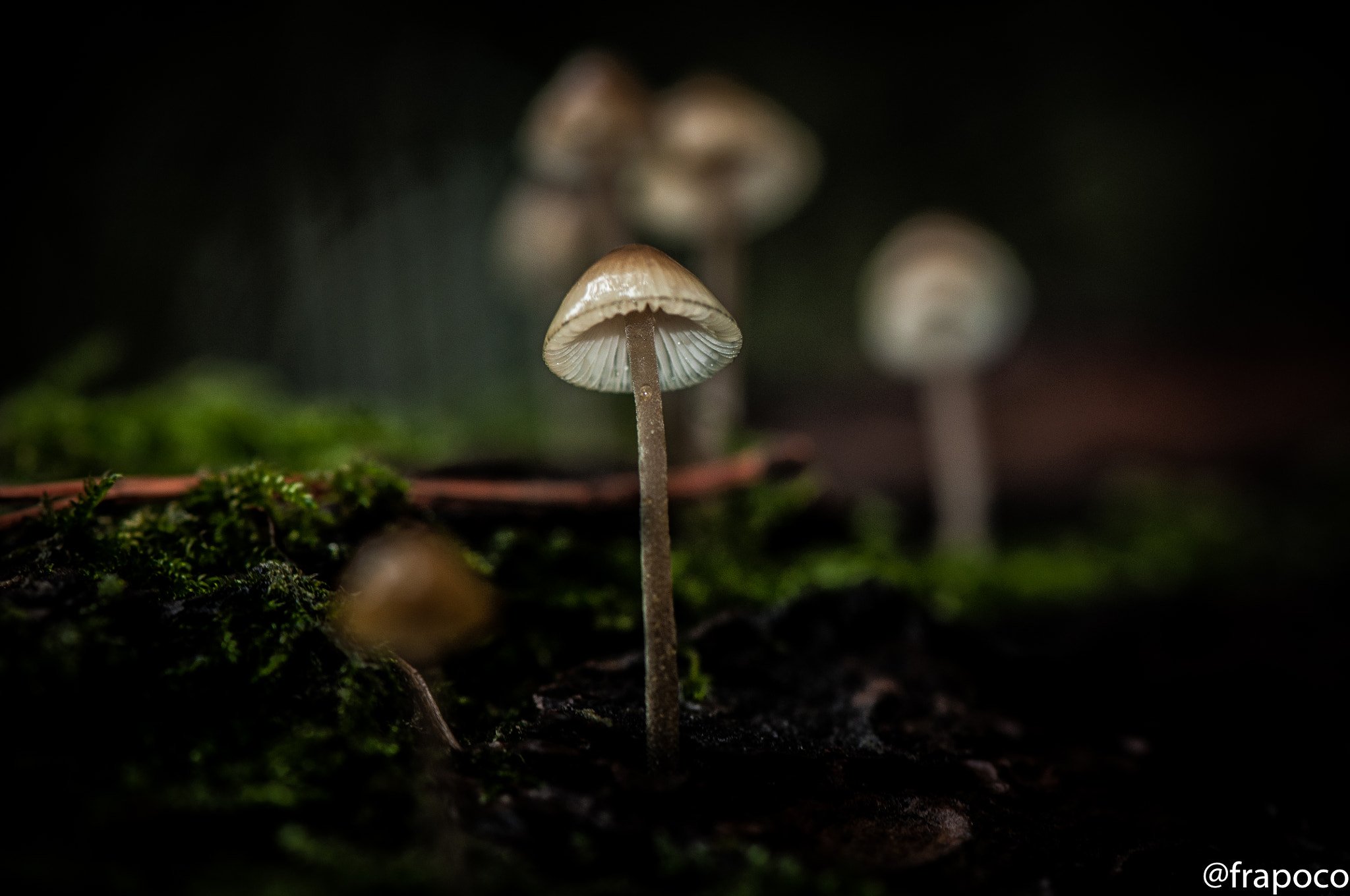 Nikon AF-S Micro-Nikkor 105mm F2.8G IF-ED VR sample photo. Macro hunting: mushroom photography