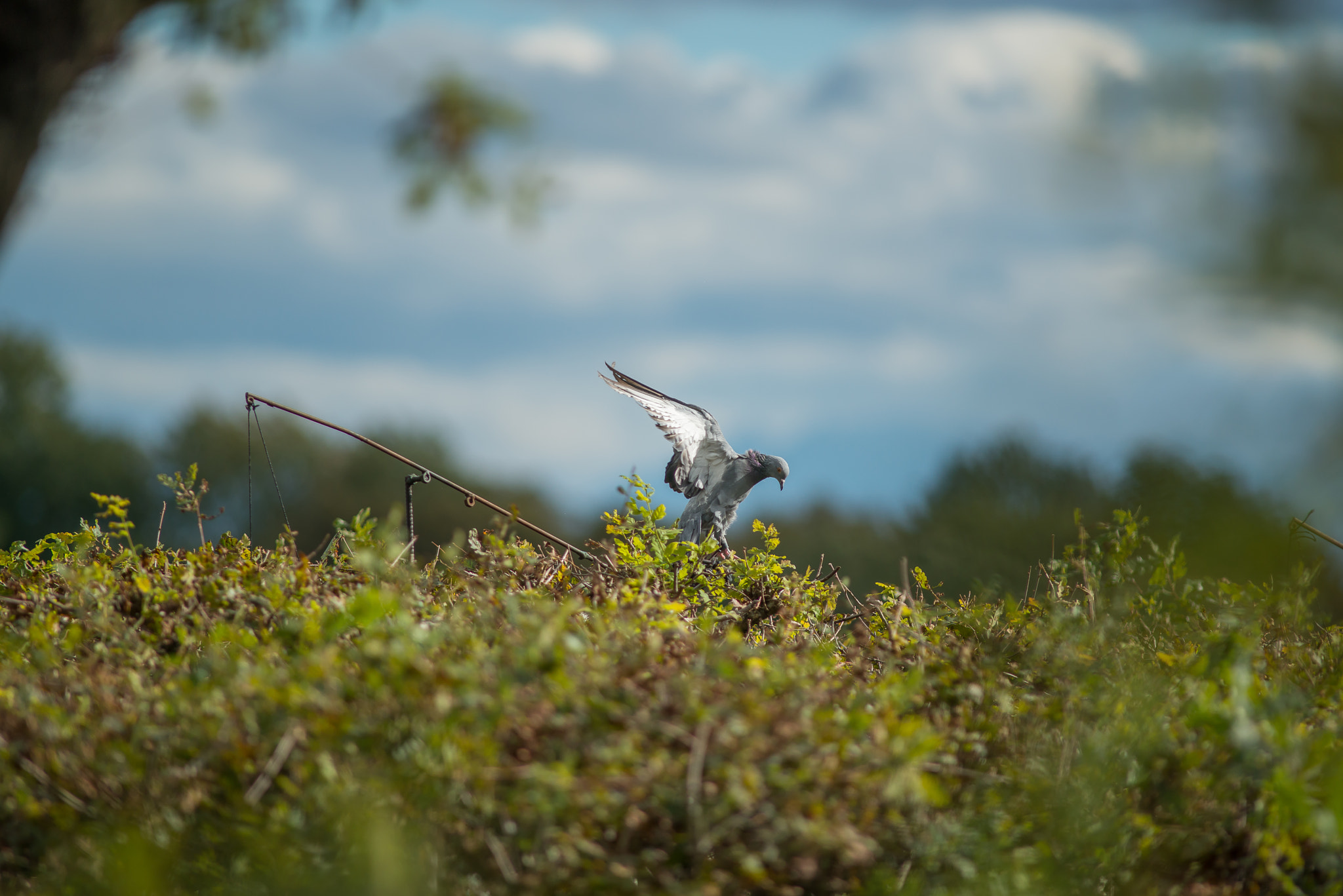 Nikon D800 + AF Nikkor 300mm f/4 IF-ED sample photo. Palombiere photography