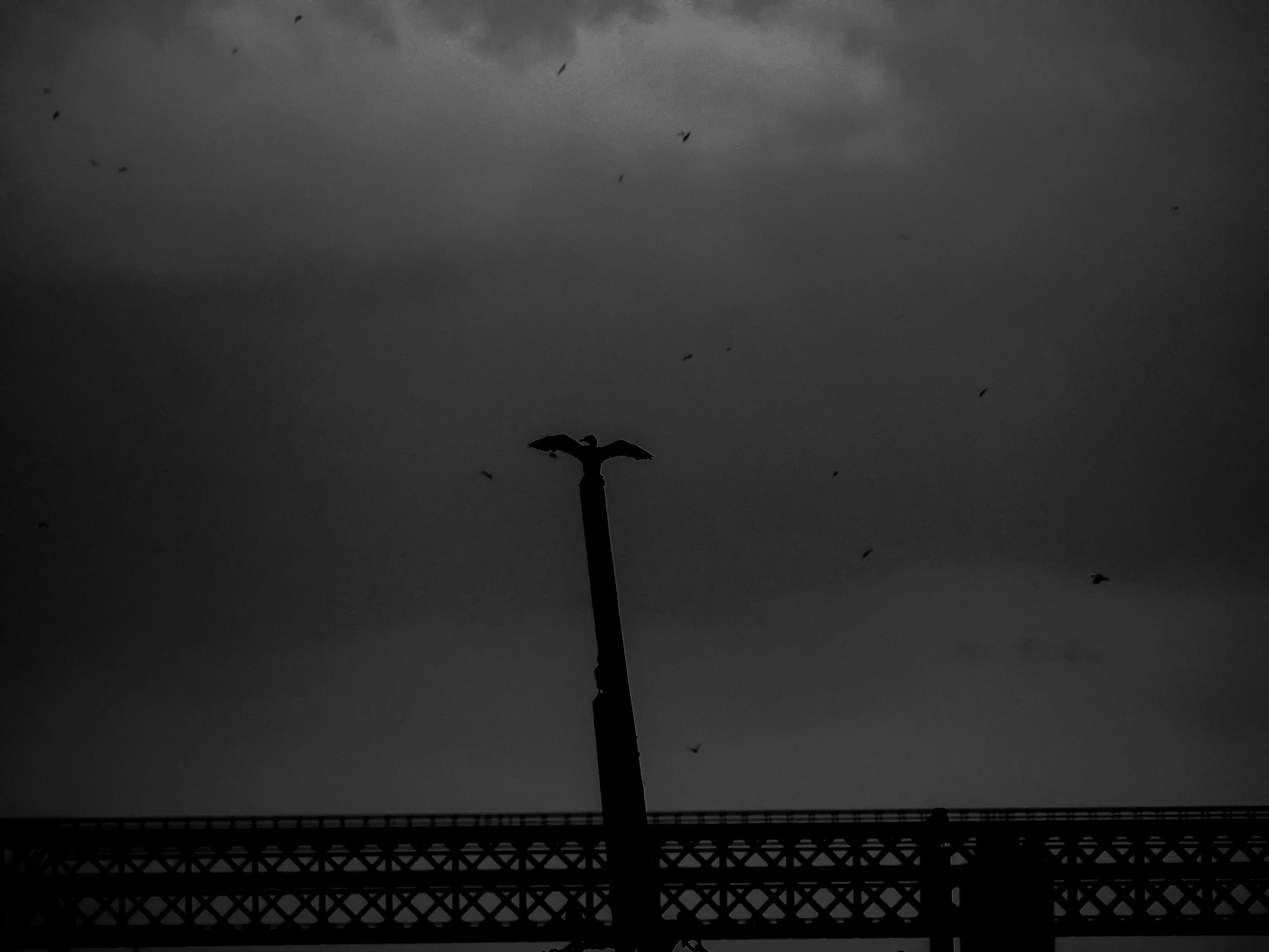 Olympus OM-D E-M10 II sample photo. The king and his flying court. photography