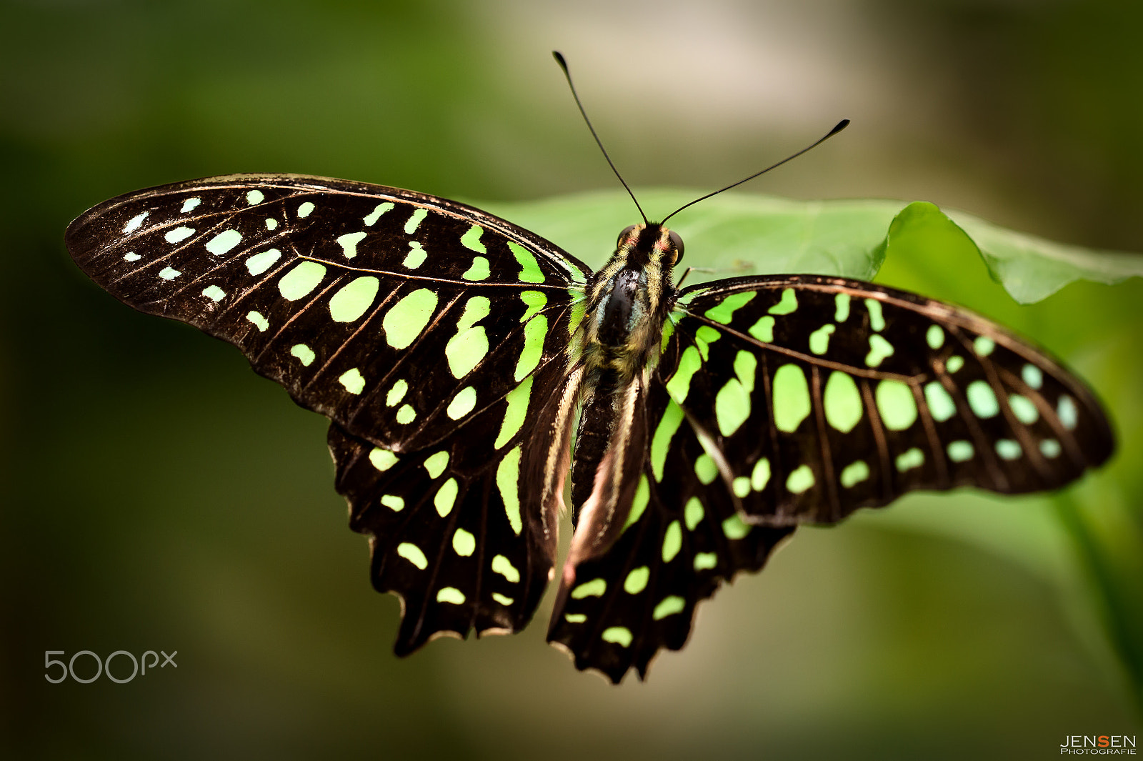 Sigma 150mm F2.8 EX DG OS Macro HSM sample photo. Fifty shades of green photography