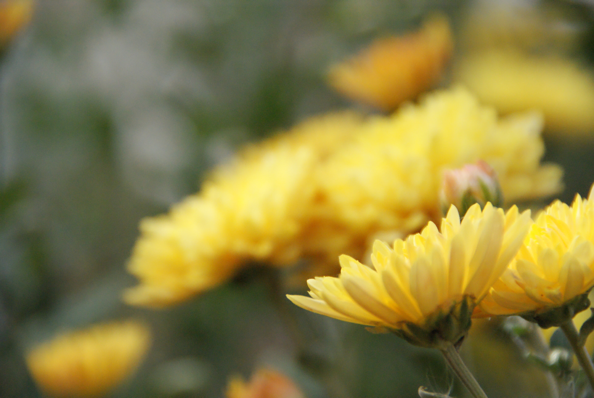 Sony Alpha DSLR-A200 sample photo. Sony dsc photography