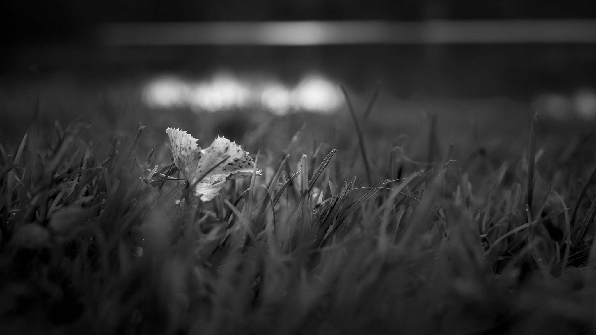 Sigma 30mm F1.4 EX DC HSM sample photo. Lonesome leaf photography