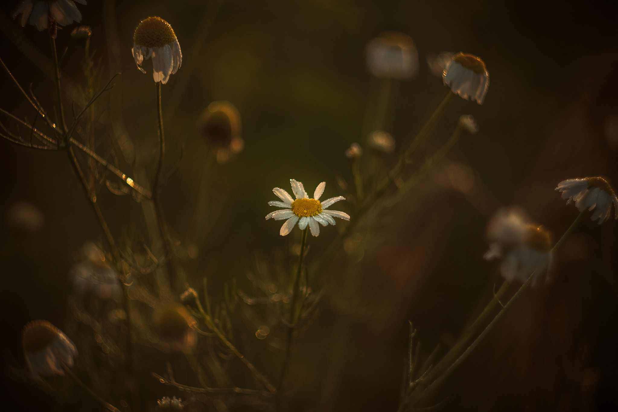 Canon EF 35-80mm f/4-5.6 sample photo. Chamomile photography