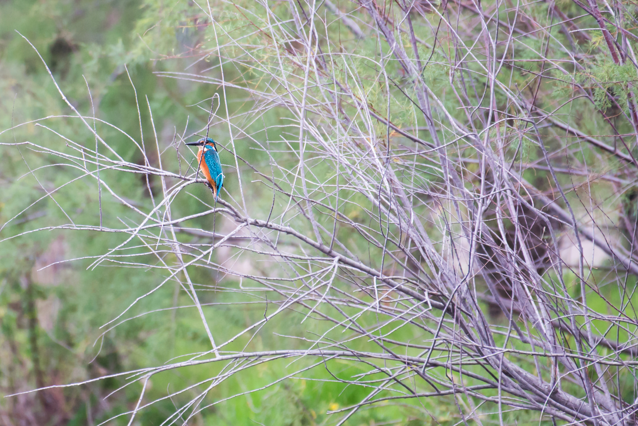 Nikon AF-S Nikkor 200-500mm F5.6E ED VR sample photo. Kingfisher photography