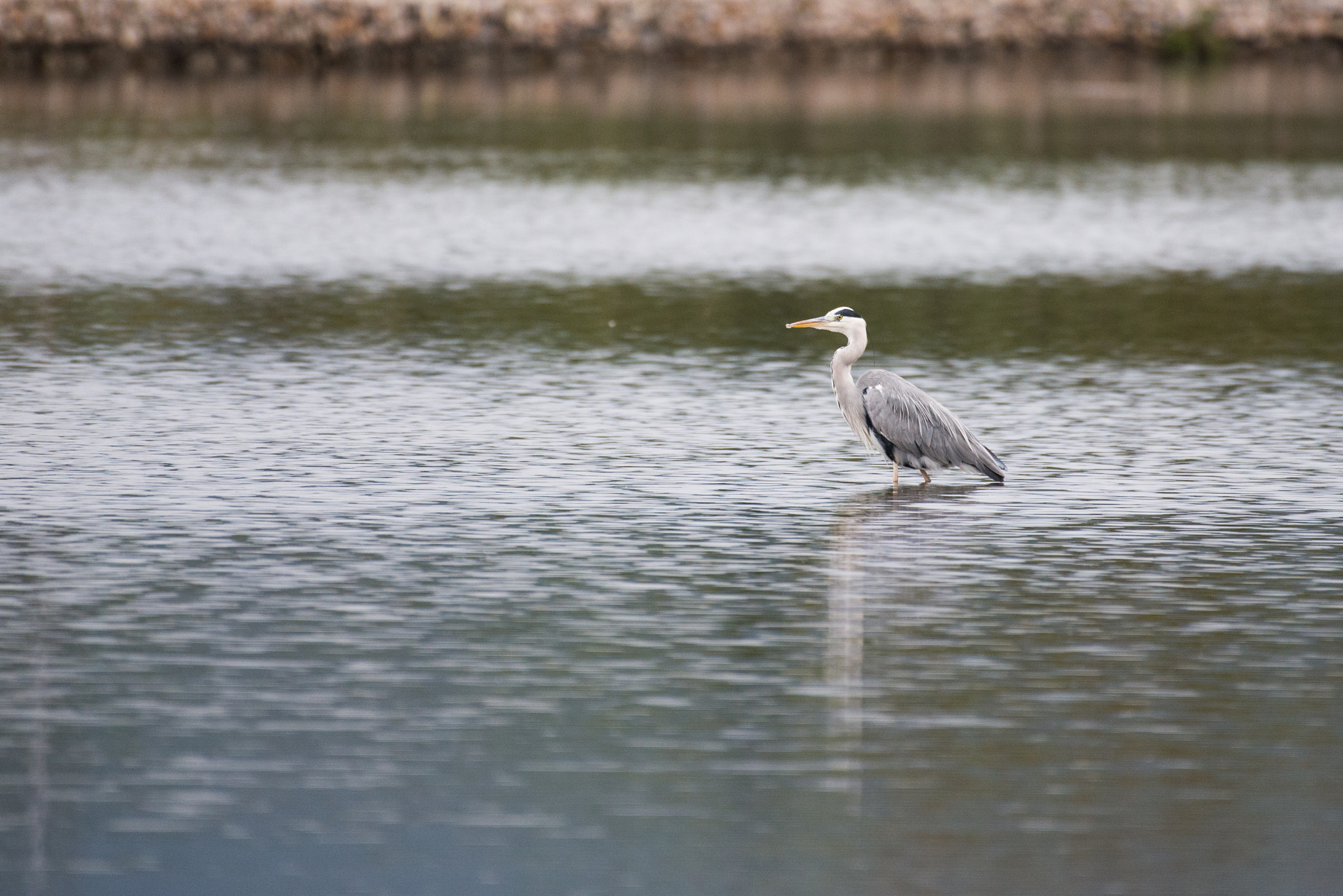 Nikon AF-S Nikkor 200-500mm F5.6E ED VR sample photo. Gray heron photography