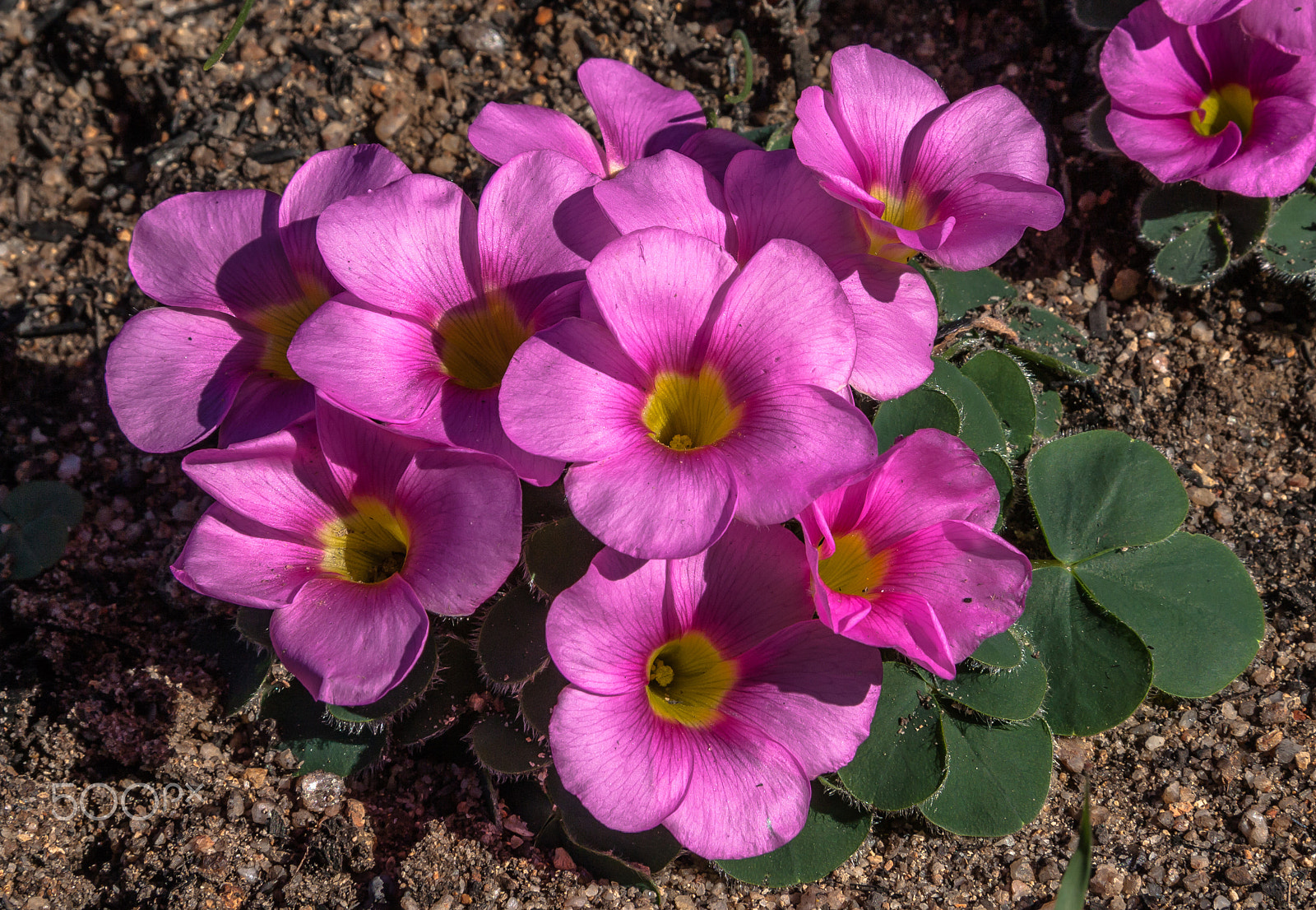Canon EF-S 17-85mm F4-5.6 IS USM sample photo. Pink oxalis (wood sorrel) photography