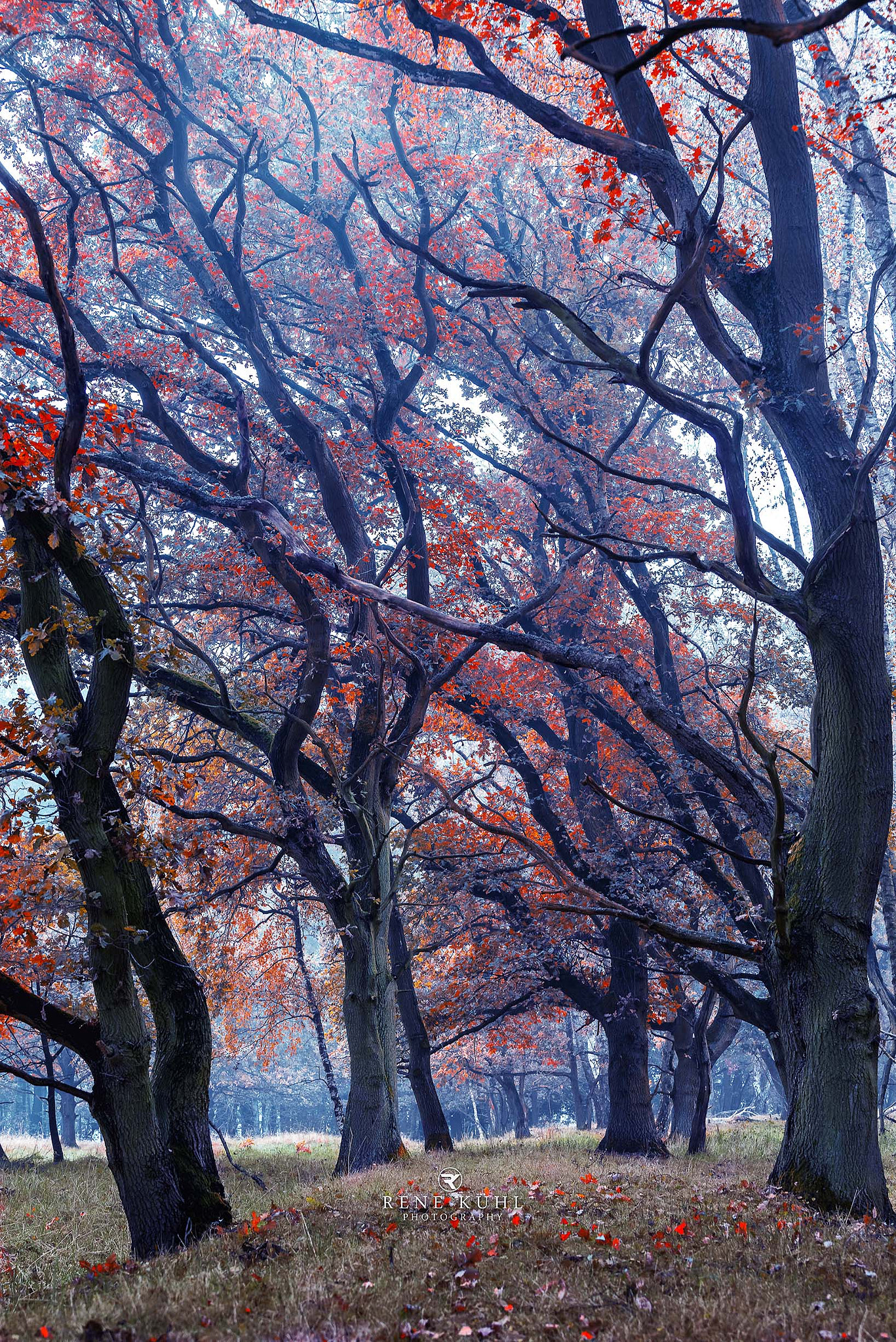 Sony a7R + Canon EF 70-200mm F4L USM sample photo. Bbd herbst wald photography