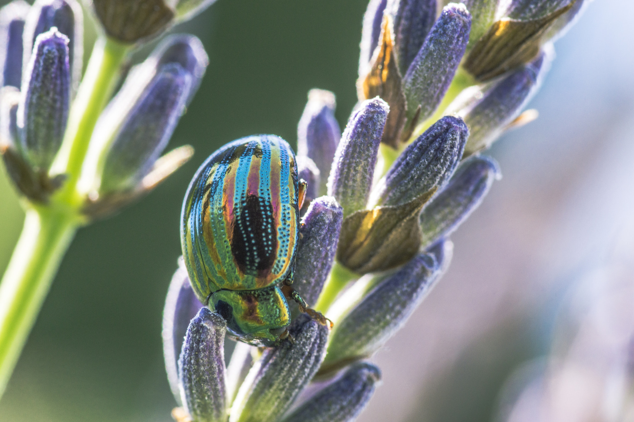 Sony SLT-A77 + 105mm F2.8 sample photo. Color bug photography