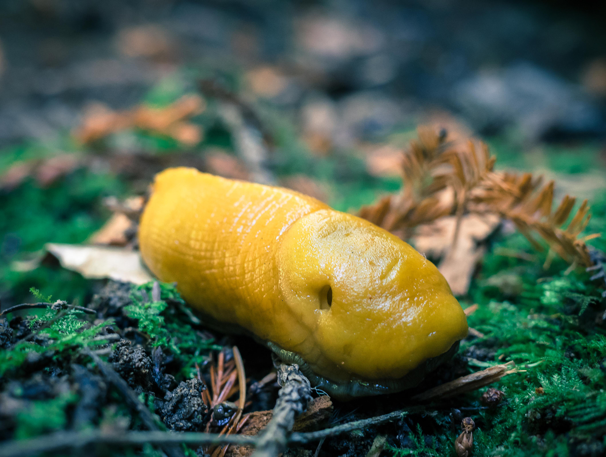 Olympus OM-D E-M5 II + Olympus M.Zuiko Digital 25mm F1.8 sample photo. Banana slug at henry cowell photography