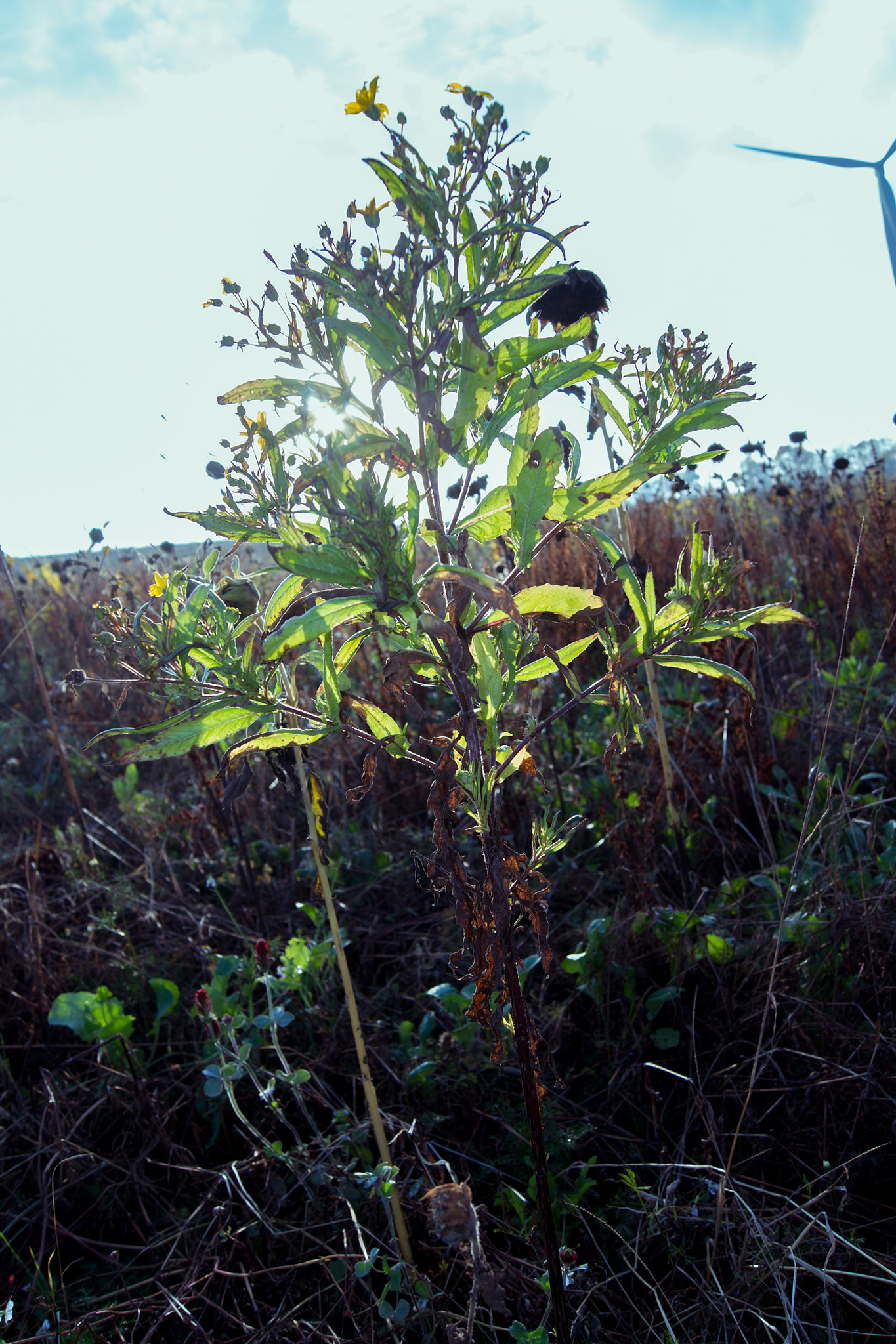 Sony Alpha DSLR-A500 sample photo. At the sunflower field photography