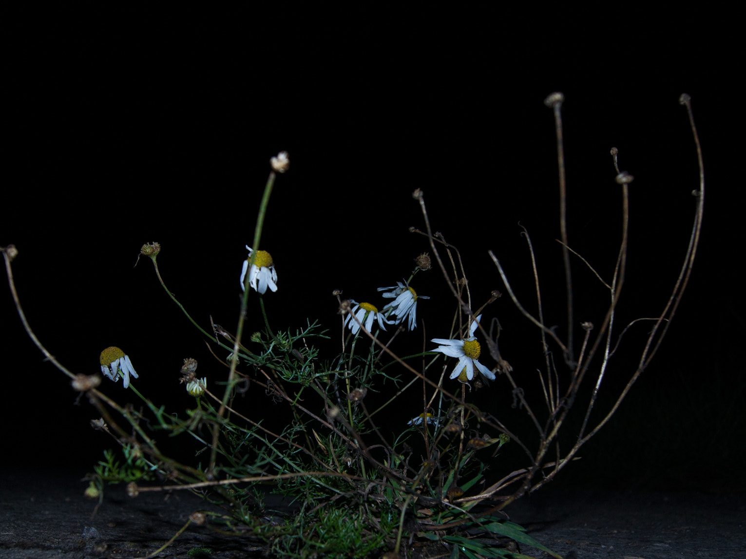Sony Alpha DSLR-A500 + Sony DT 18-55mm F3.5-5.6 SAM sample photo. Chamomile at night 1 photography