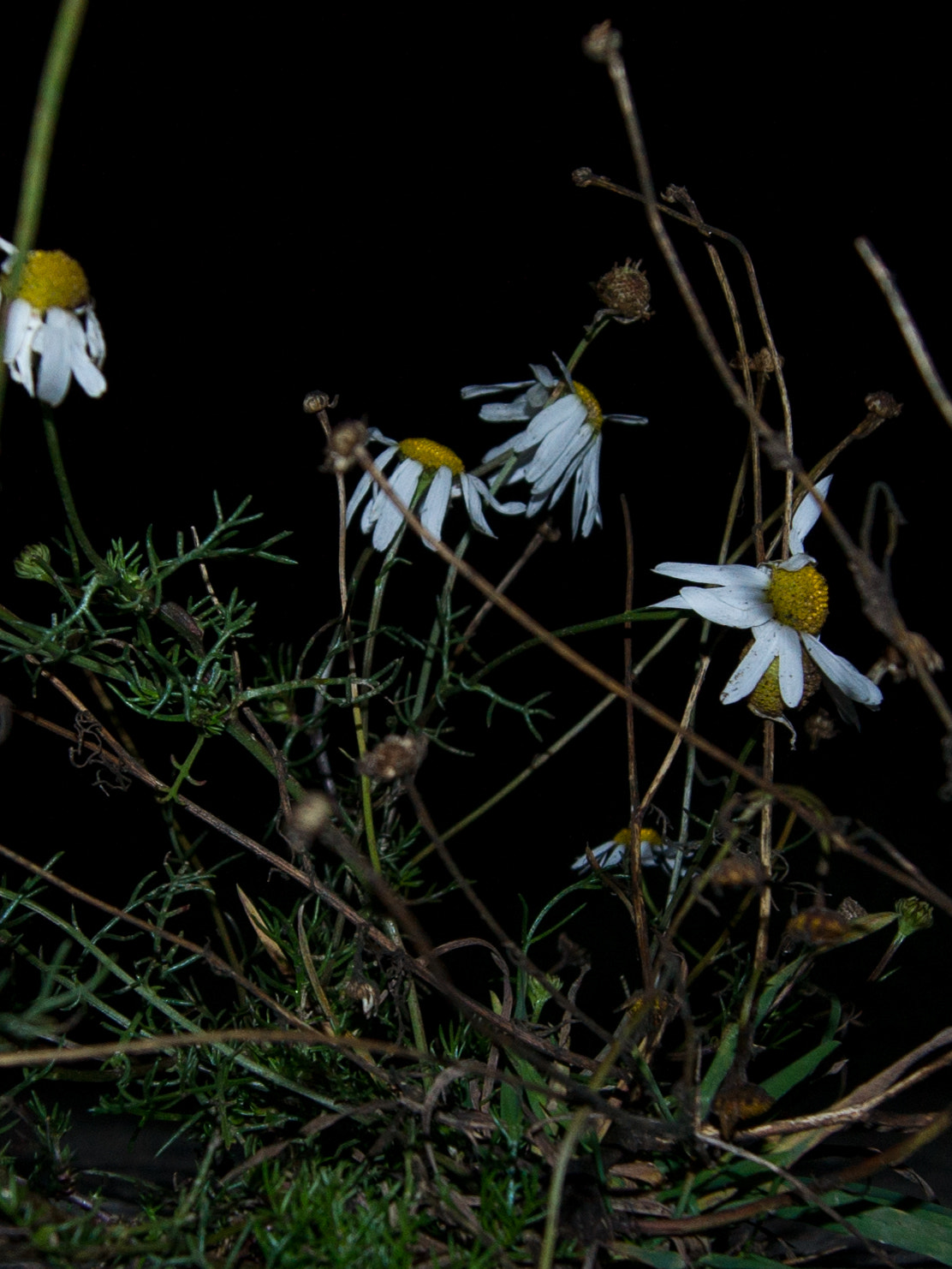 Sony Alpha DSLR-A500 sample photo. Chamomile at night 3 photography