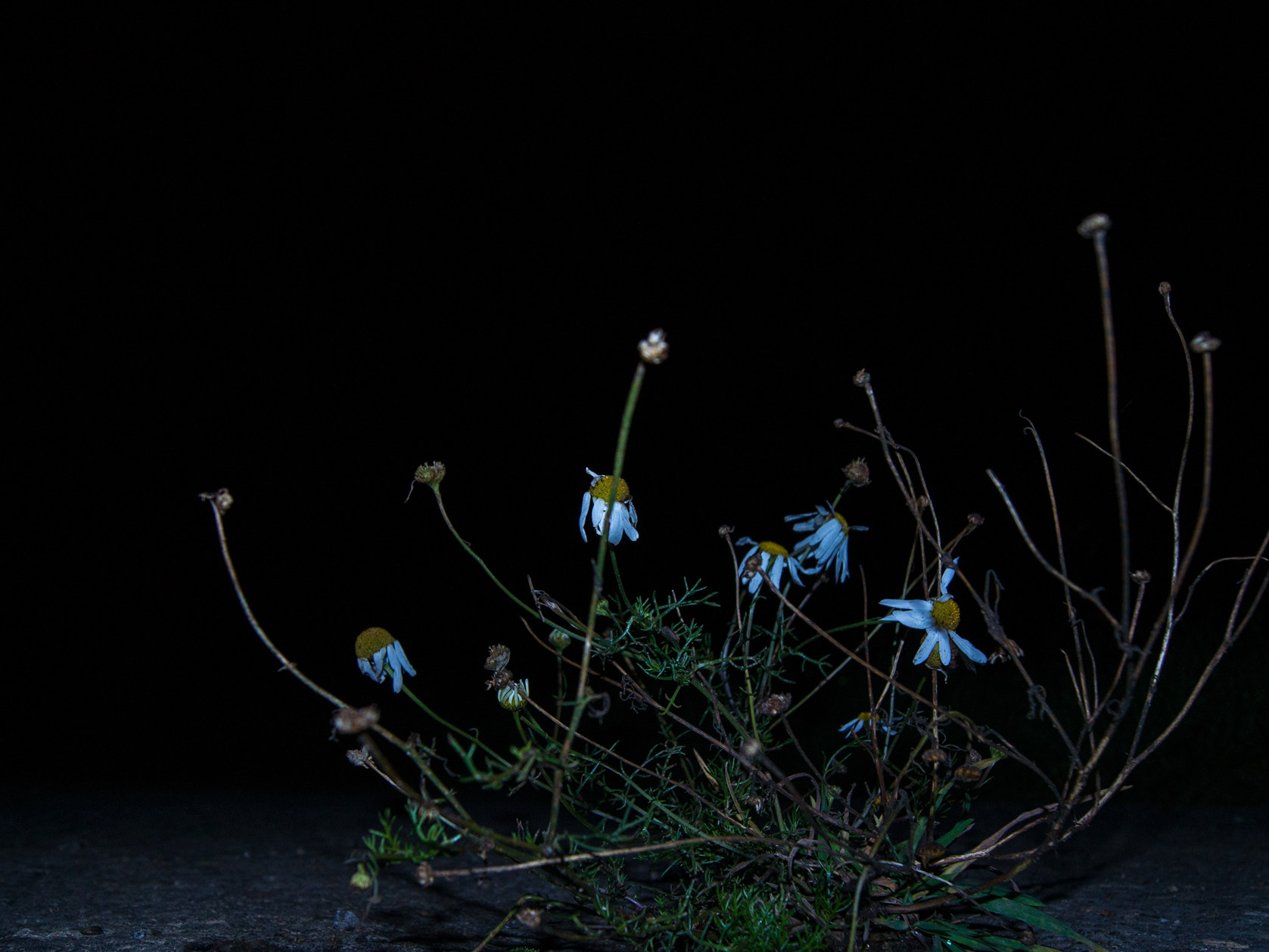 Sony Alpha DSLR-A500 sample photo. Chamomile at night 2 photography